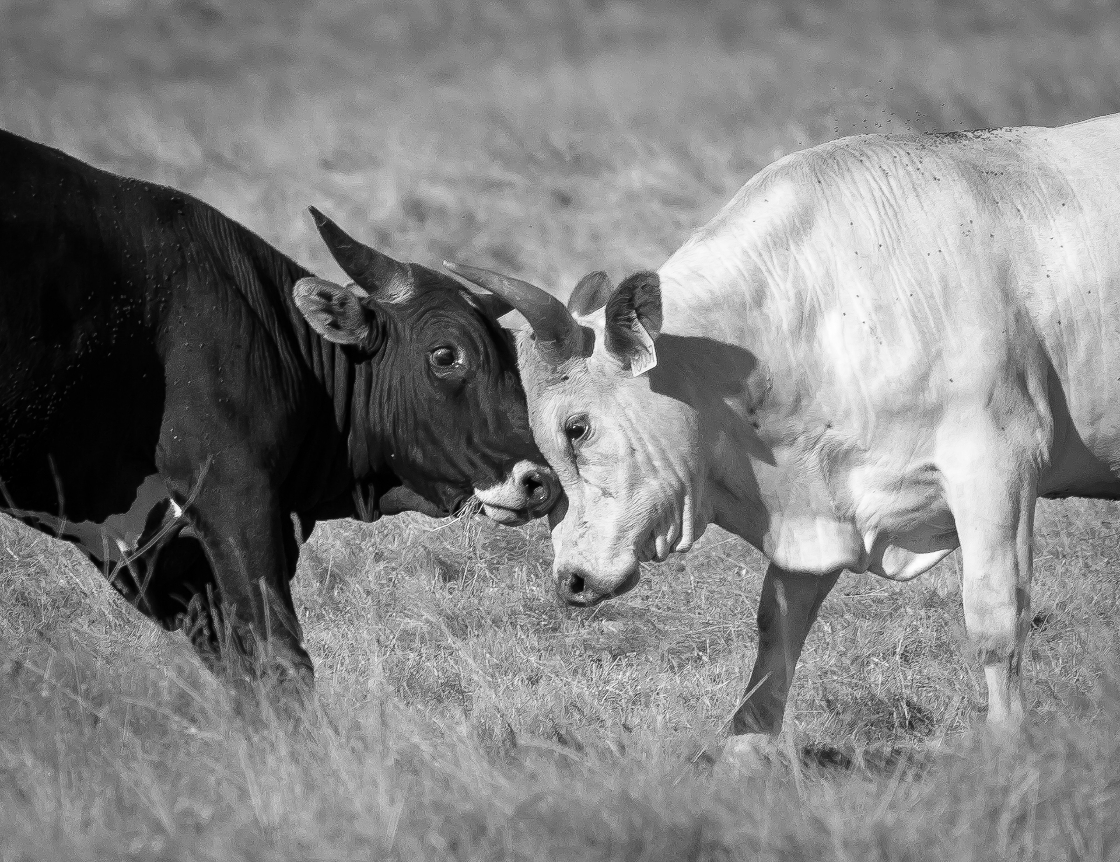Sparring | U3 Ranch, Stanislaus County, CA | Ranch Hands