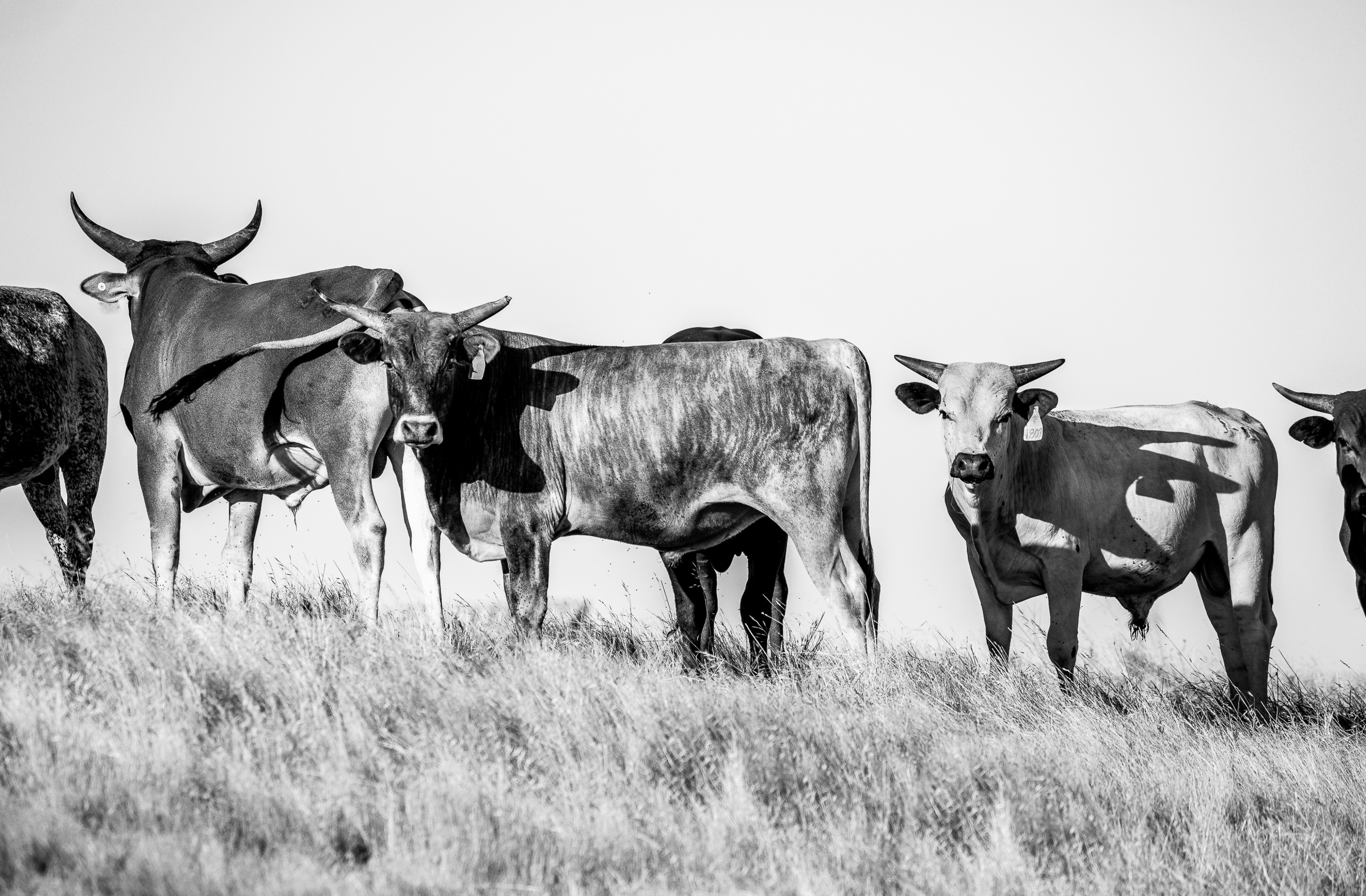 The Line Up | U3 Ranch, Stanislaus County, CA | Ranch Hands