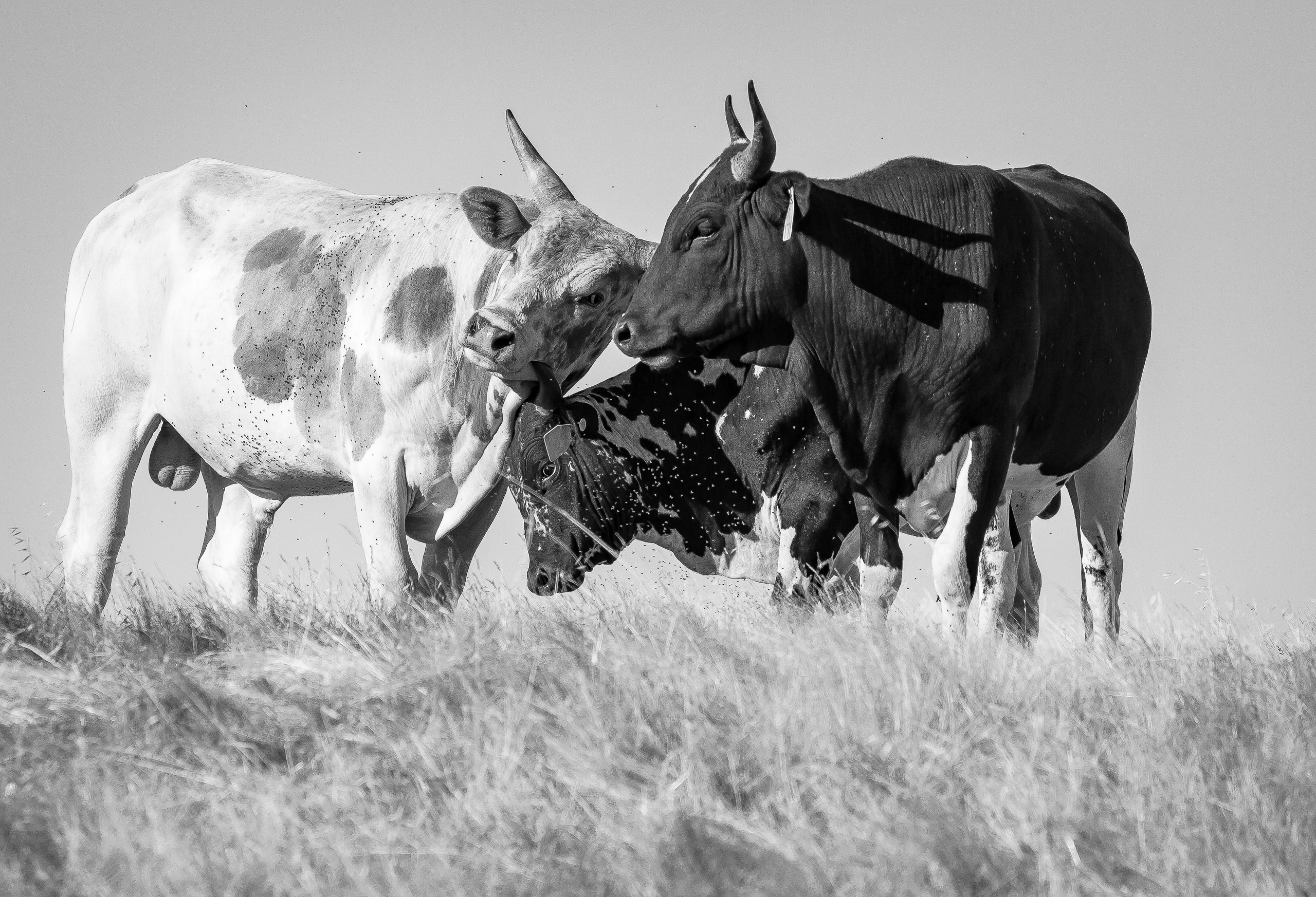 Three's Company | U3 Ranch, Stanislaus County, CA | Ranch Hands