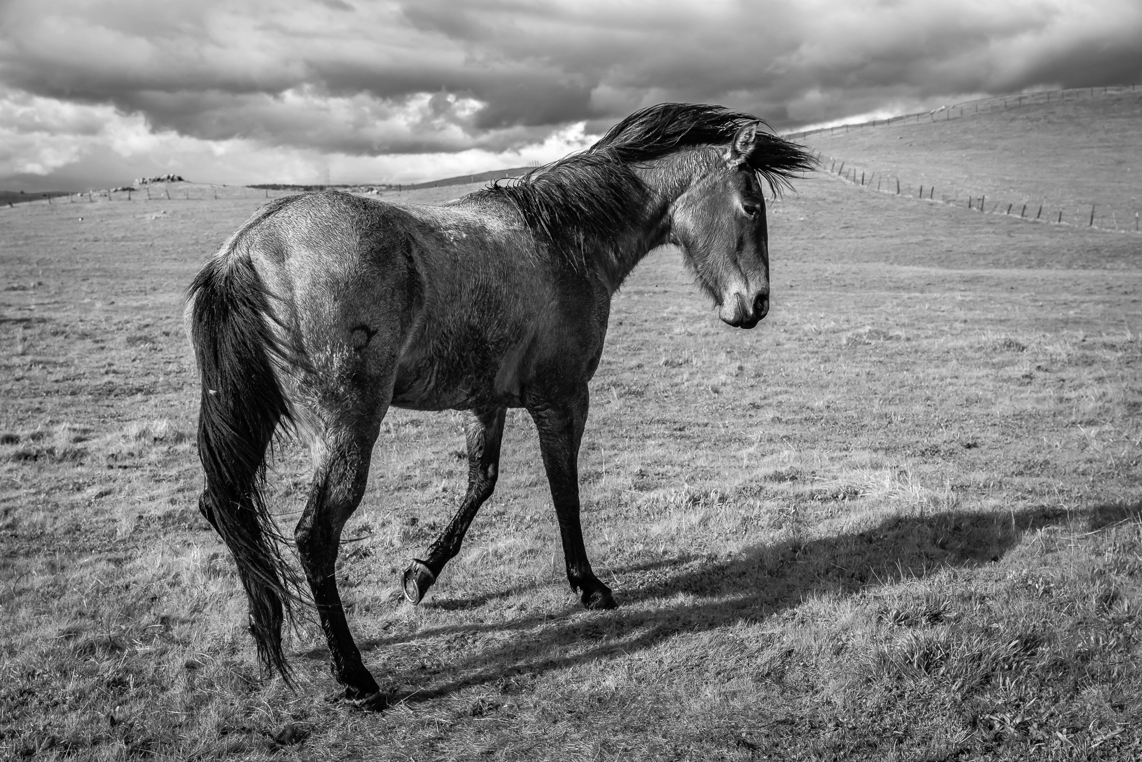Blow Drying | Murray Ranch/ Stanislaus County, CA | Equine Images 2019