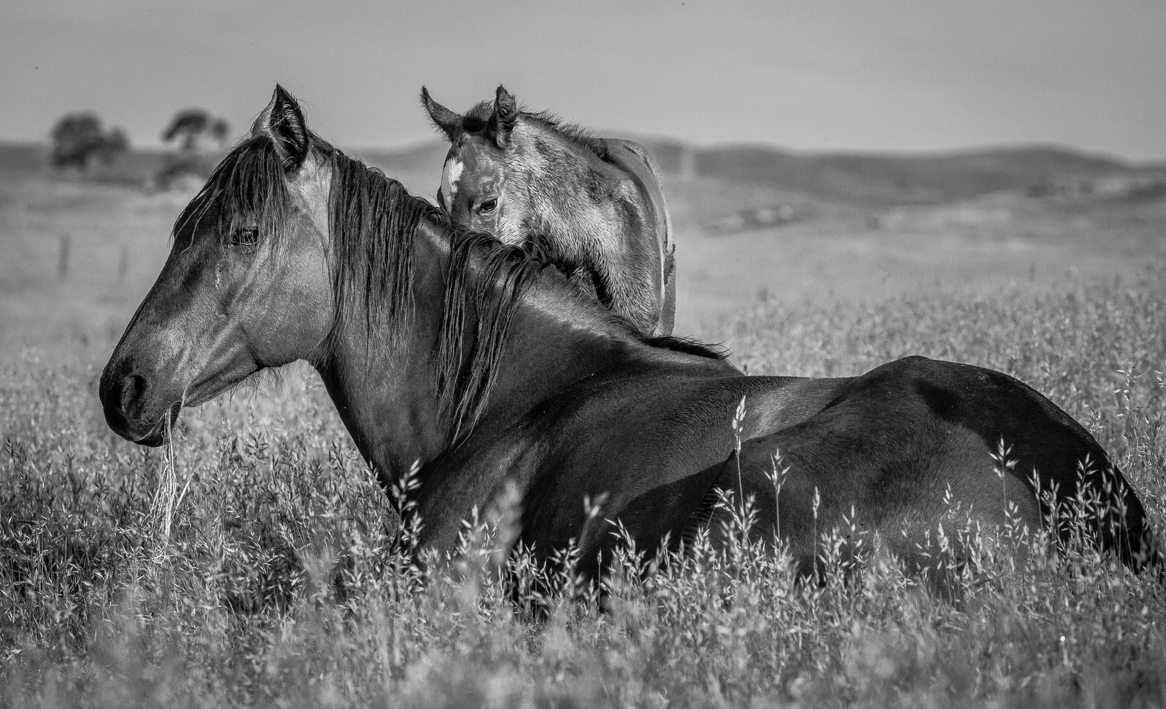 Tearful Goodbye II | Murray Ranch/ Stanislaus County, CA | Equine Images 2017