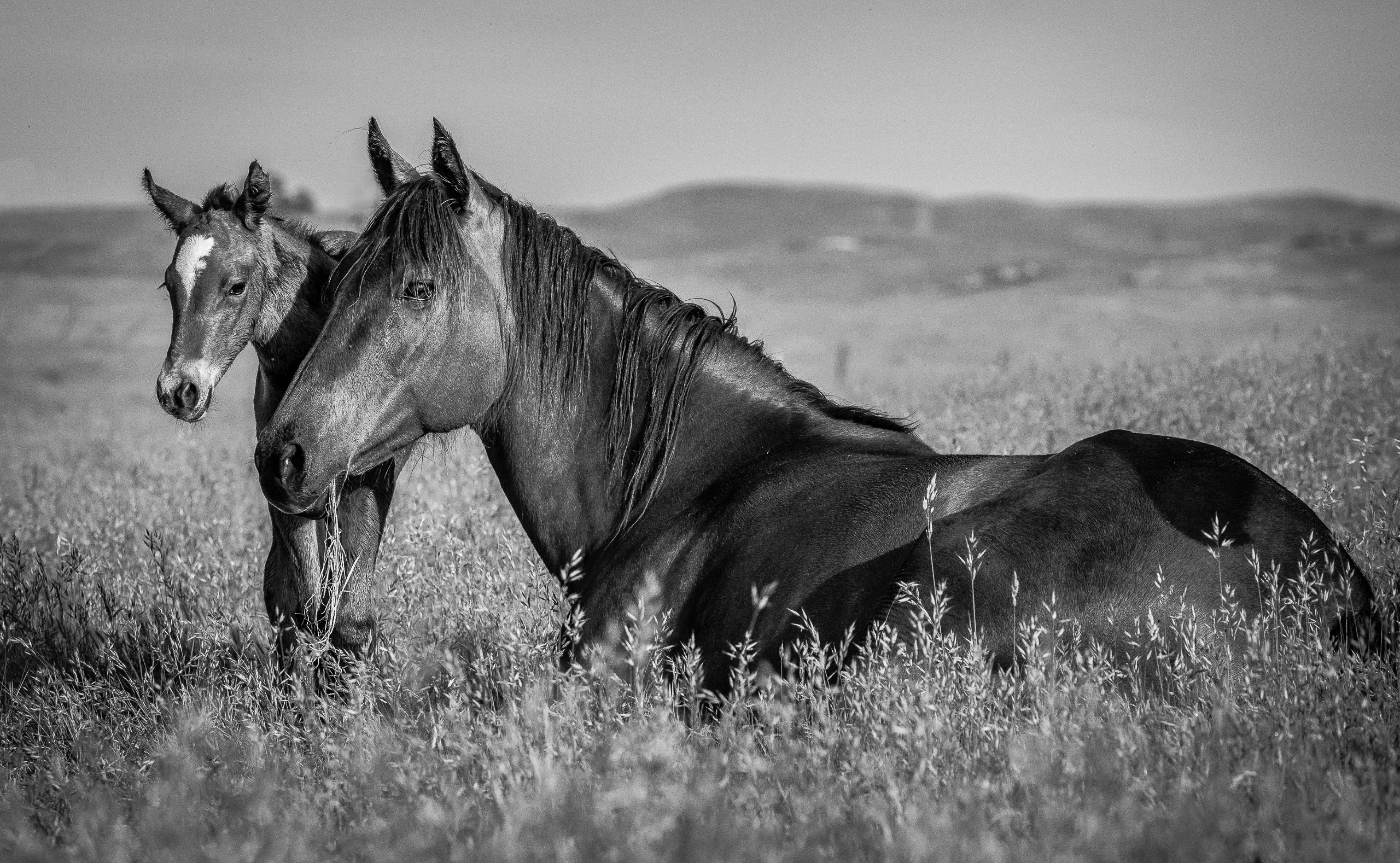 Tearful Goodbye | Murray Ranch/ Stanislaus County, CA | Equine Images 2017
