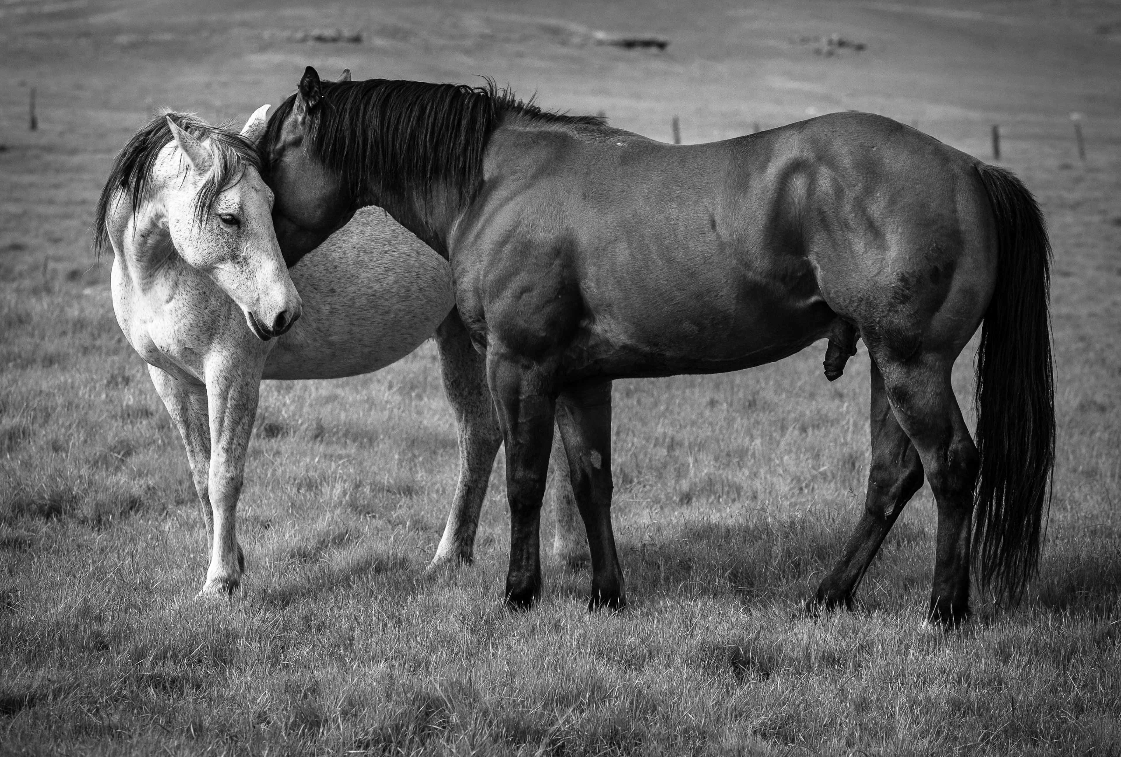 Foreplay | Murray Ranch/ Stanislaus County, CA | Equine Images 2017