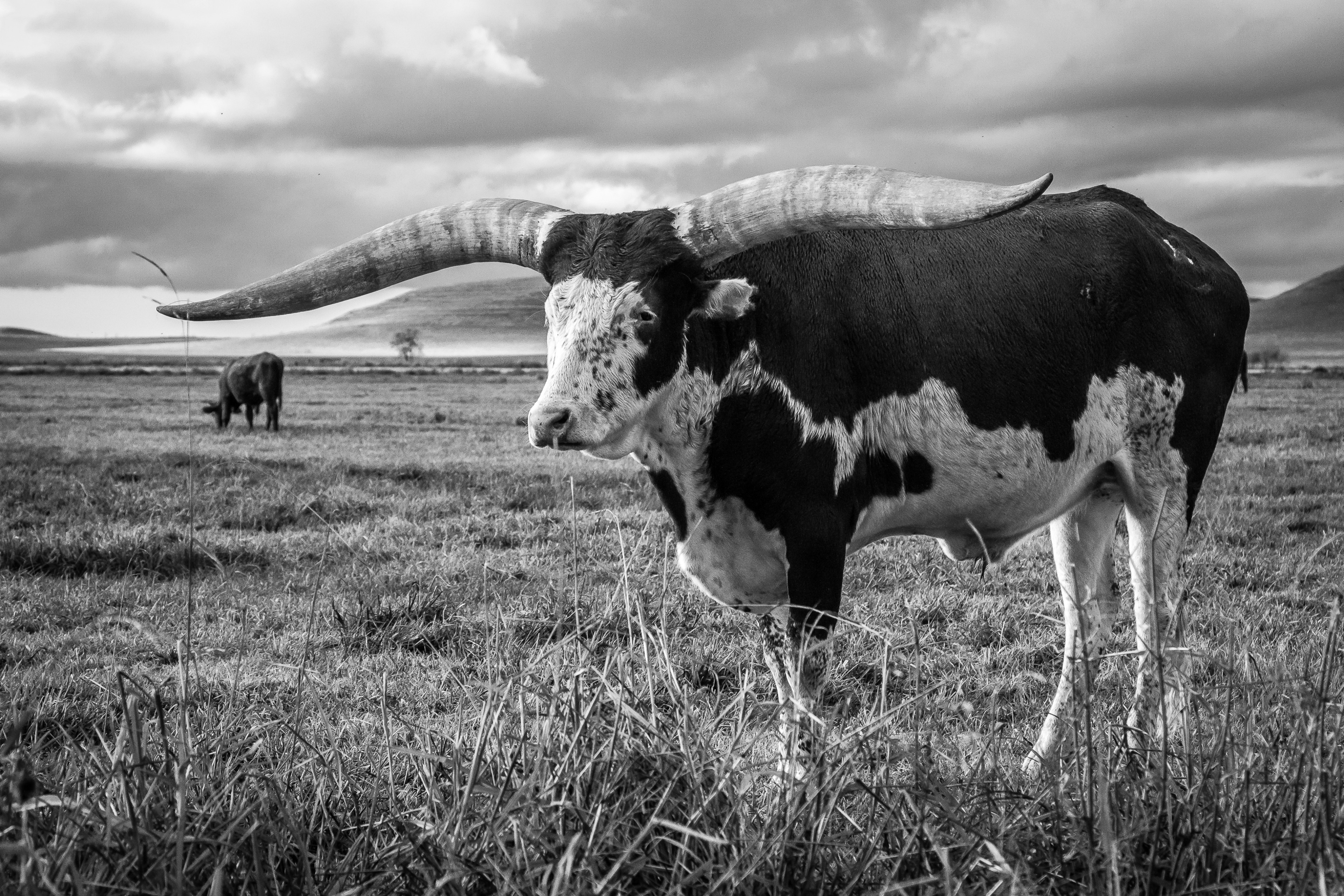 Brady's Ankole-Watusi | Stanislaus County, CA | Ranch Hands/Working Ranch