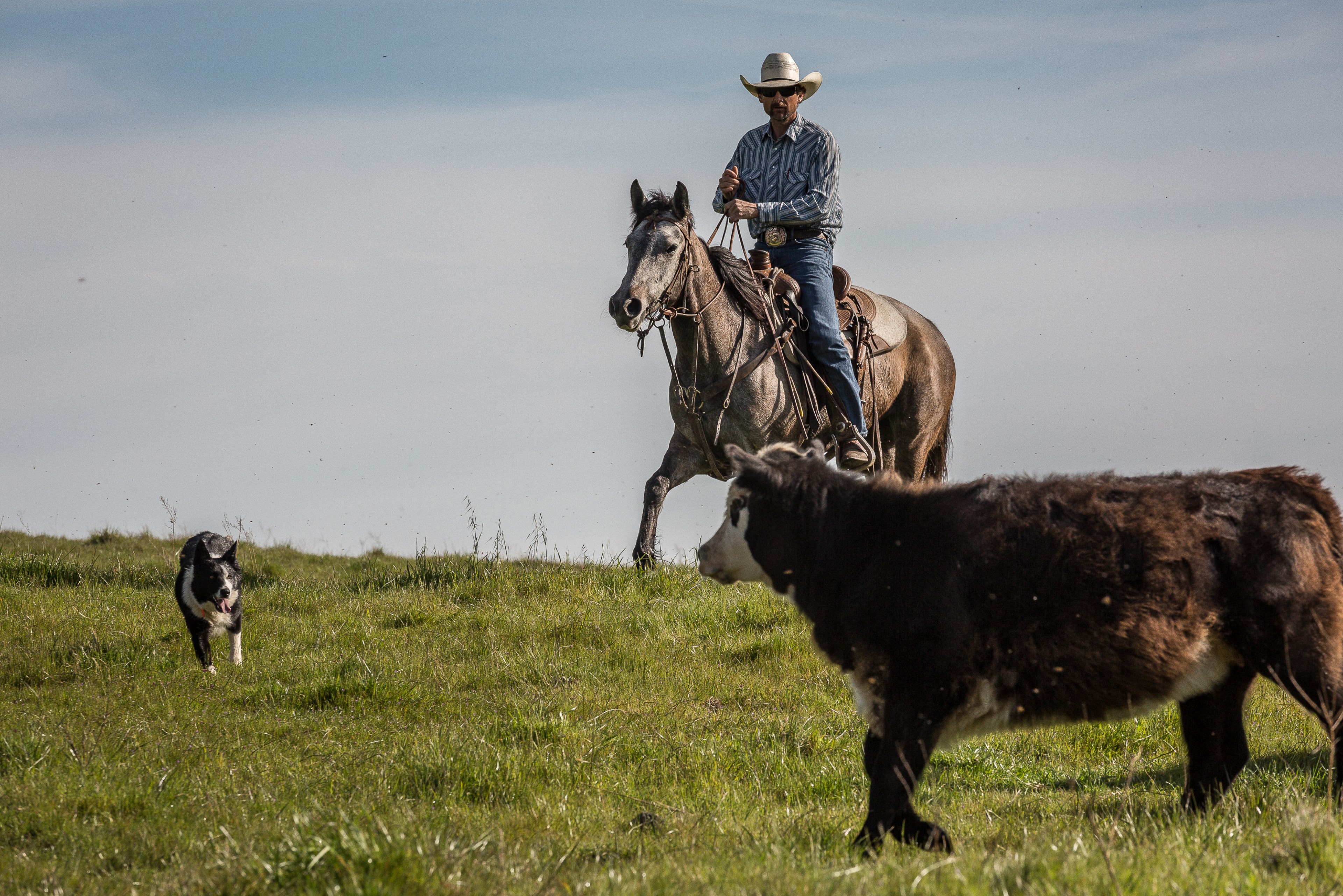 Laser Focused | Stanislaus County, CA | Ranch Hands/Working Ranch
