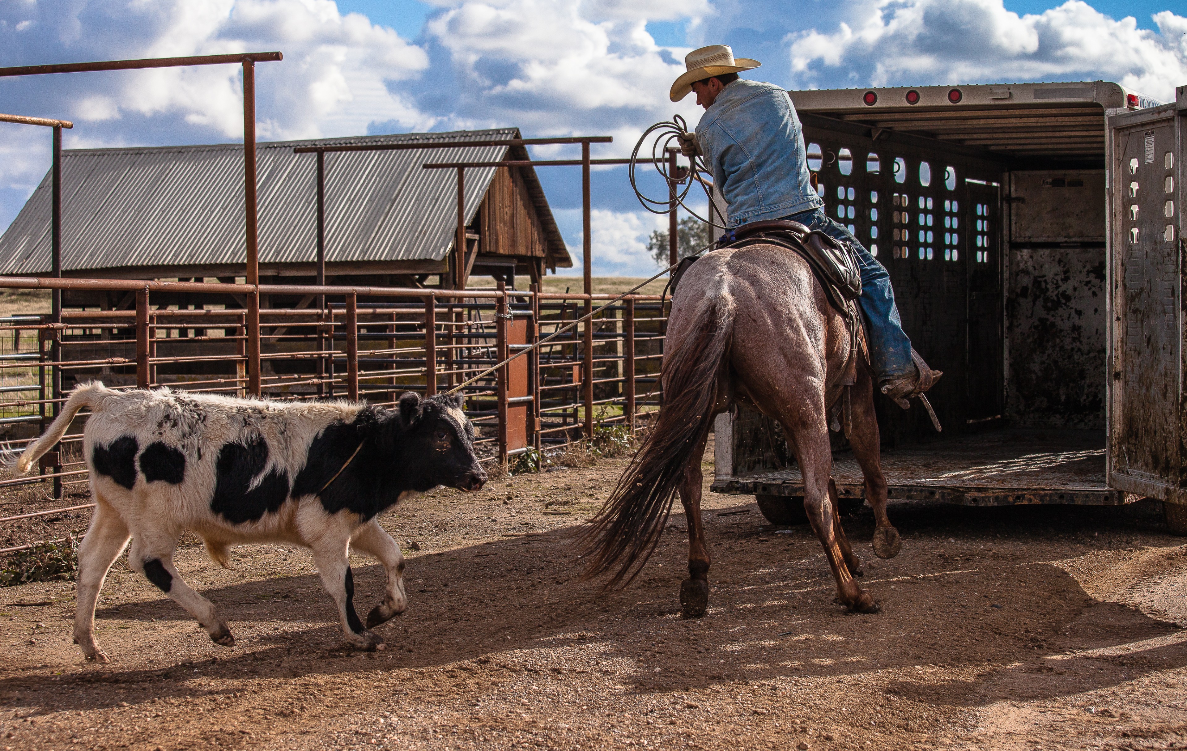 Leading Him In | Stanislaus County, CA | Ranch Hands/Working Ranch