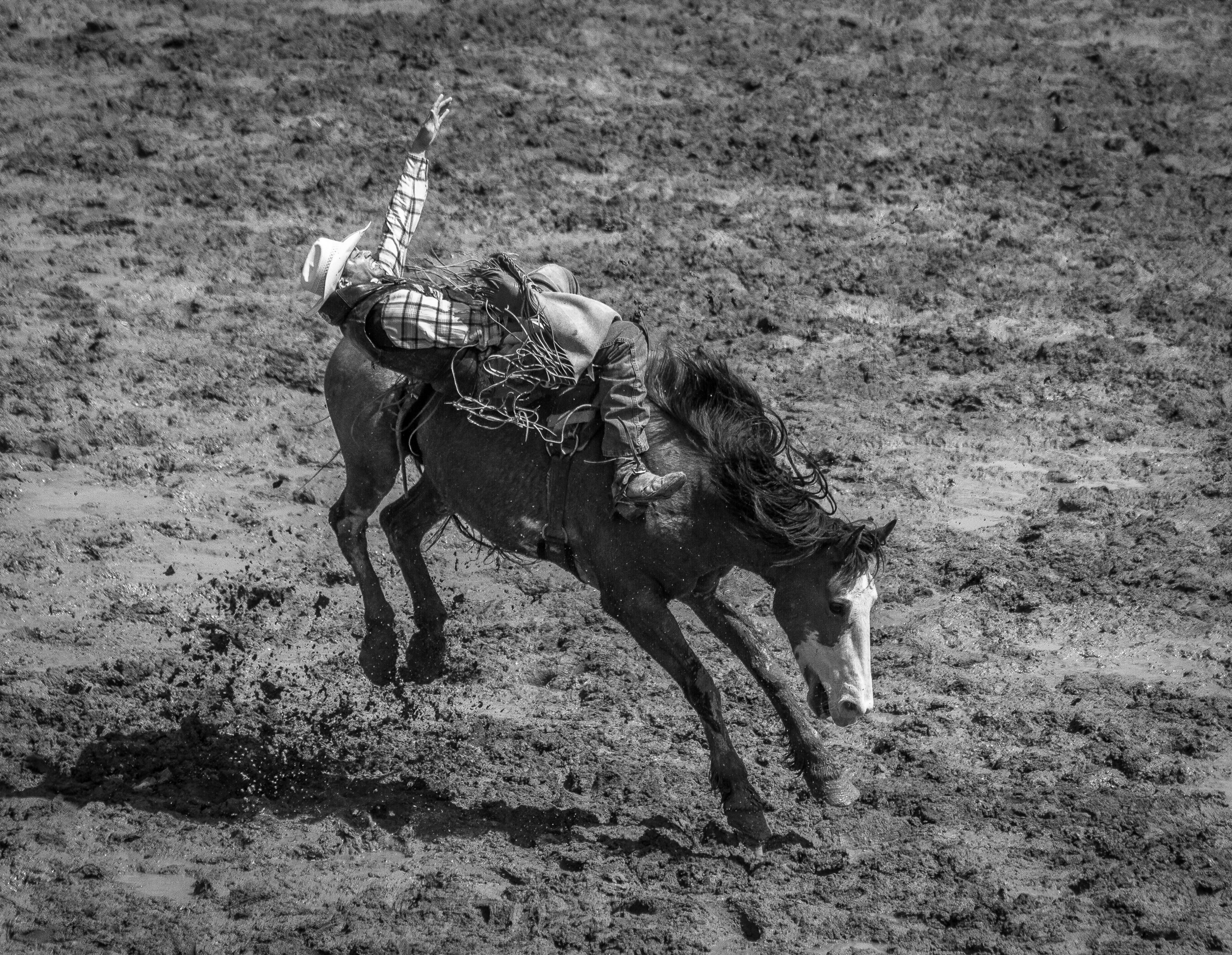 Reaching For That Buckle | Oakdale, CA | Ranch Hands/Rodeo