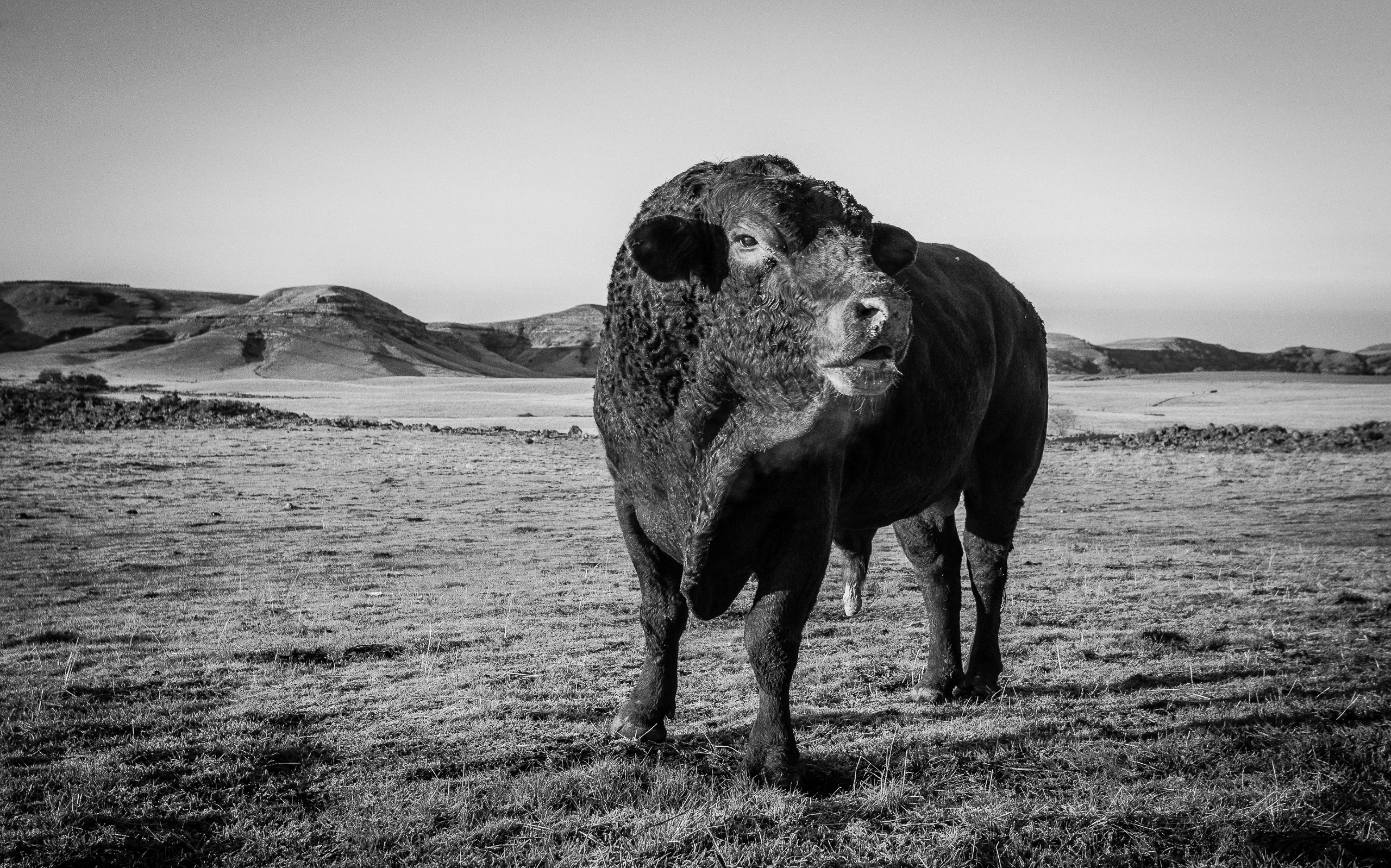 This Bull's Territory | Stanislaus County, CA | Ranch Hands/Working Ranch