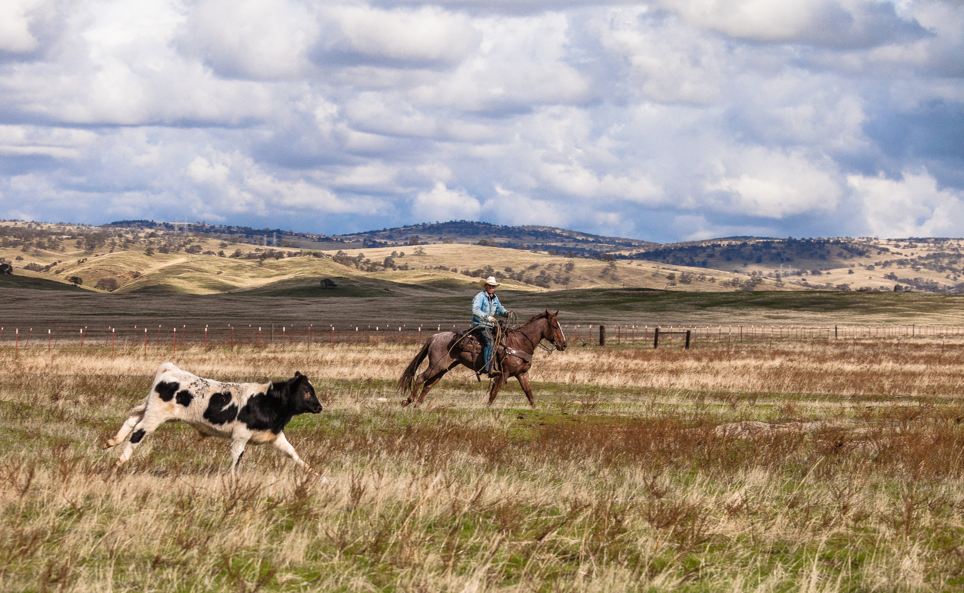 Tracking Him On The Open Range | Stanislaus County, CA | Ranch Hands/Working Ranch