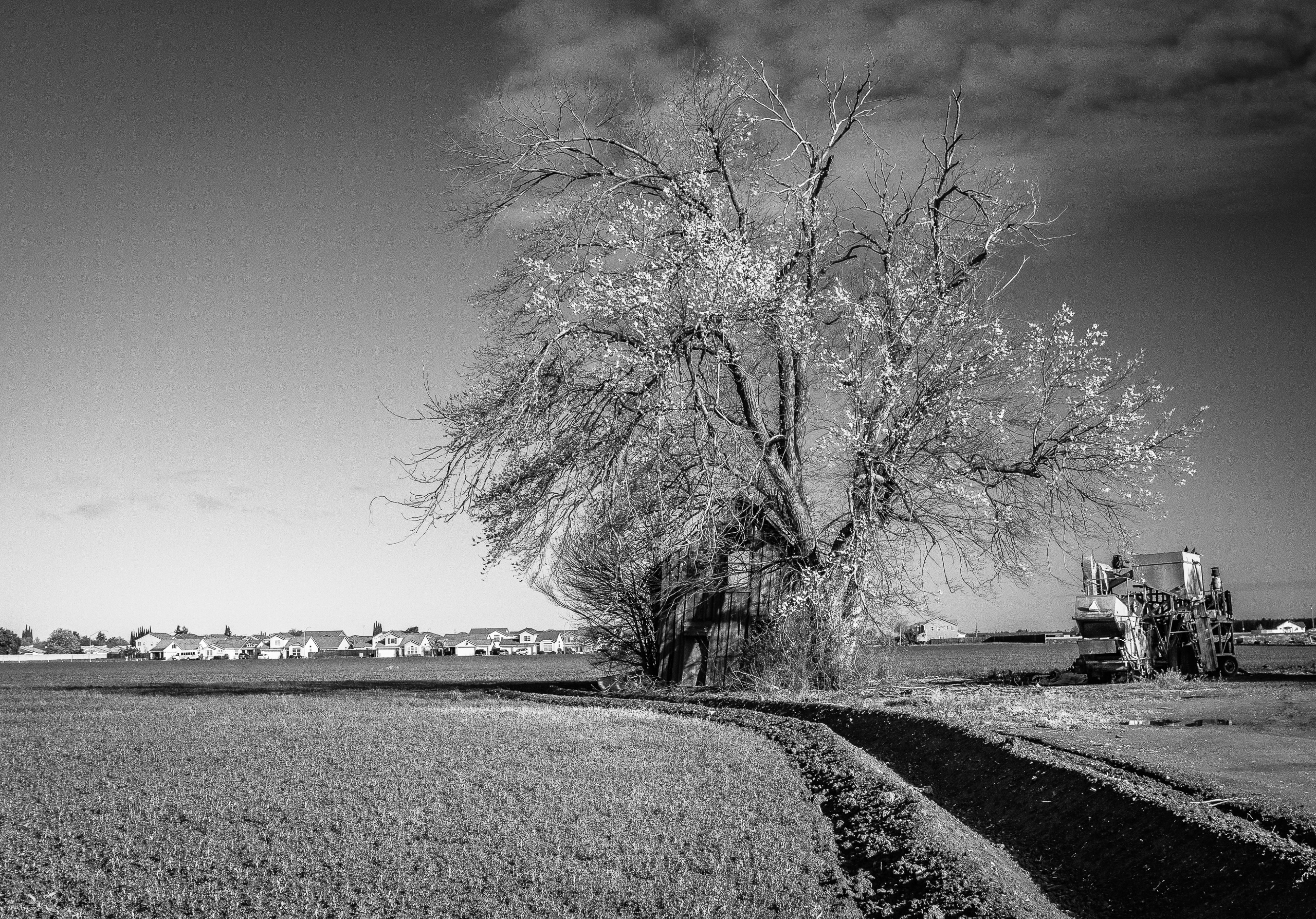 The Last Farm Standing | Patterson, CA | Home Town - Black & White