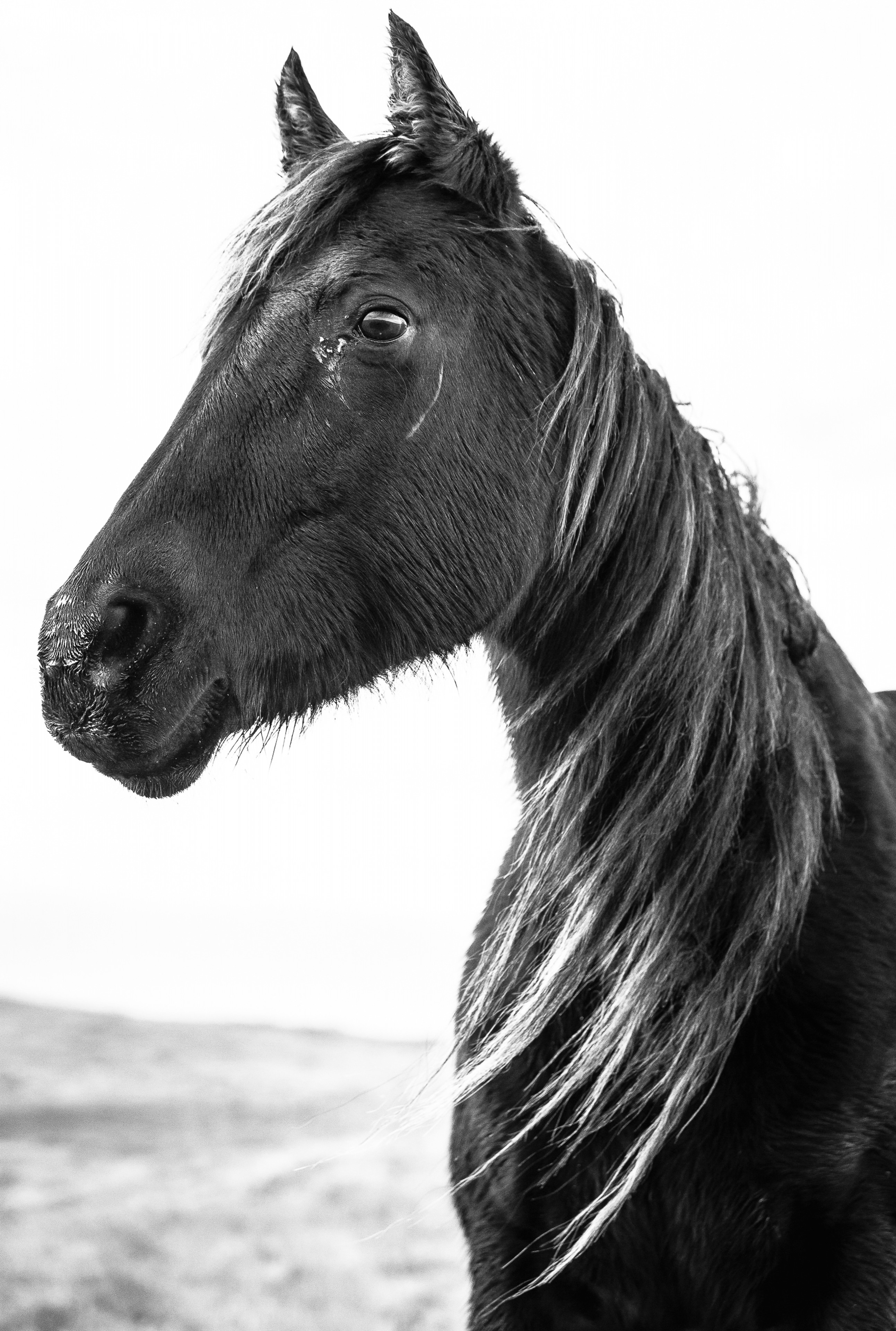 Arc Lit | Murray Ranch/ Stanislaus County, CA | Equine Images 2017