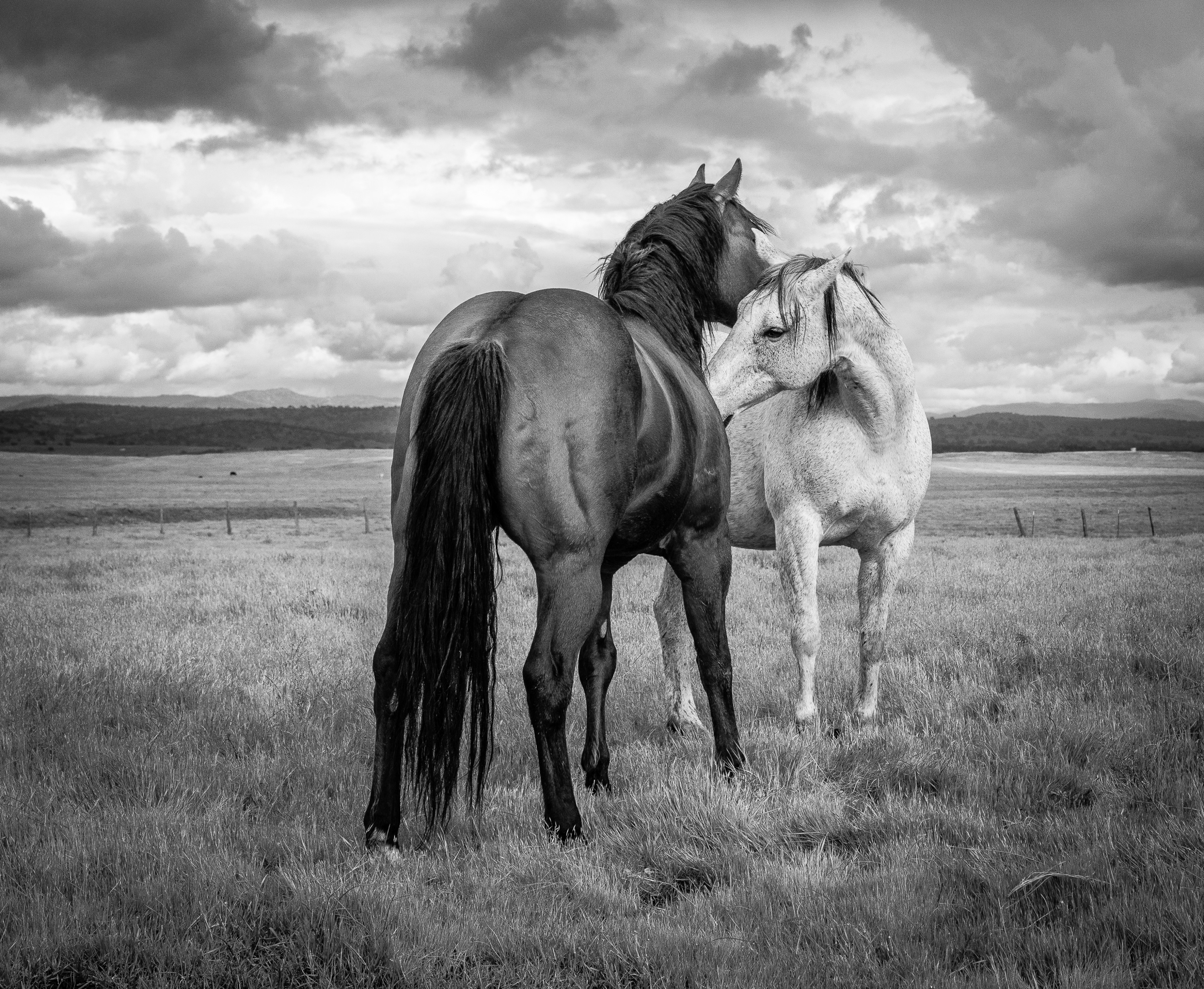 Courting | Murray Ranch/ Stanislaus County, CA | Equine Images 2017
