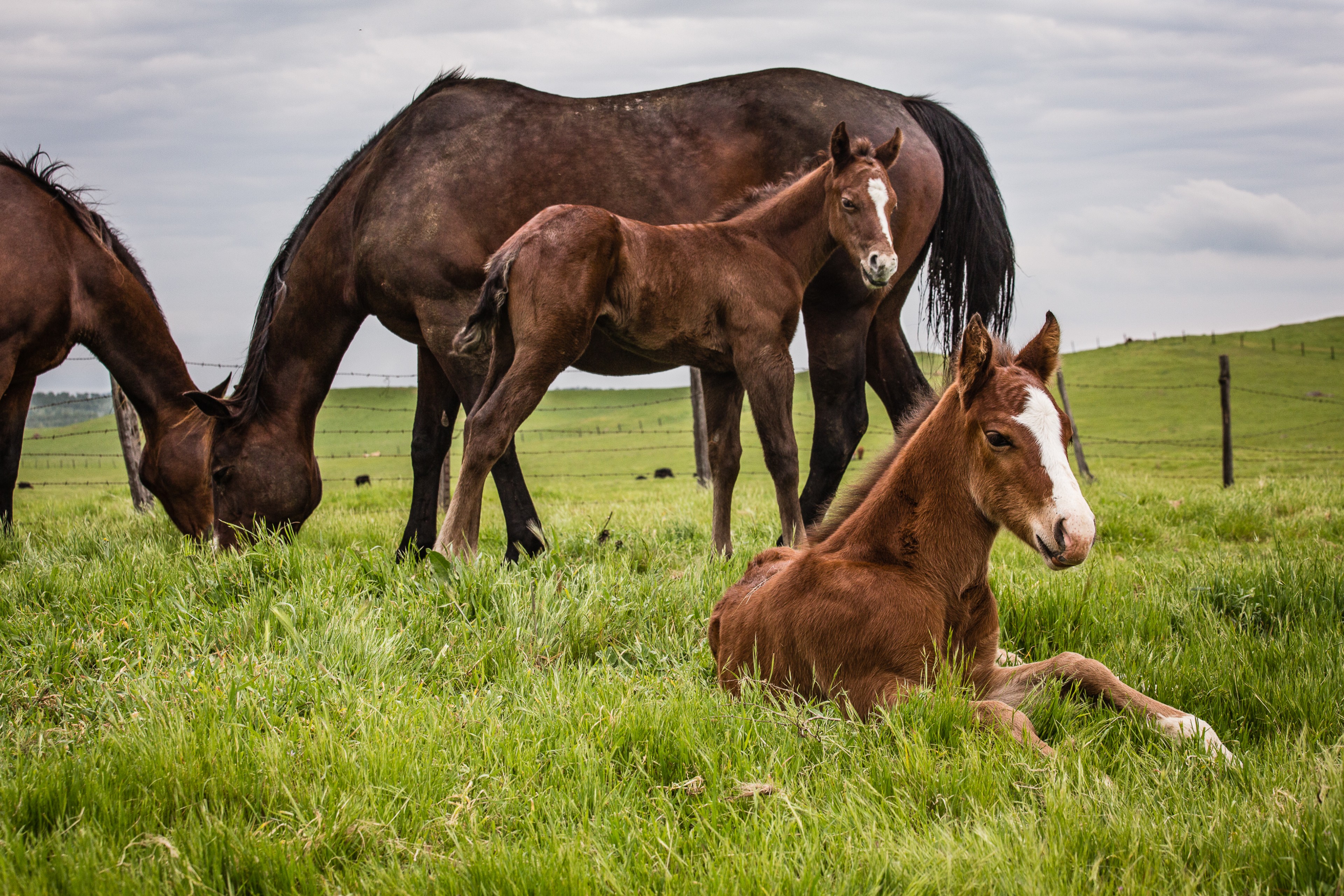 Cousins | Murray Ranch/ Stanislaus County, CA | Equine Images 2017