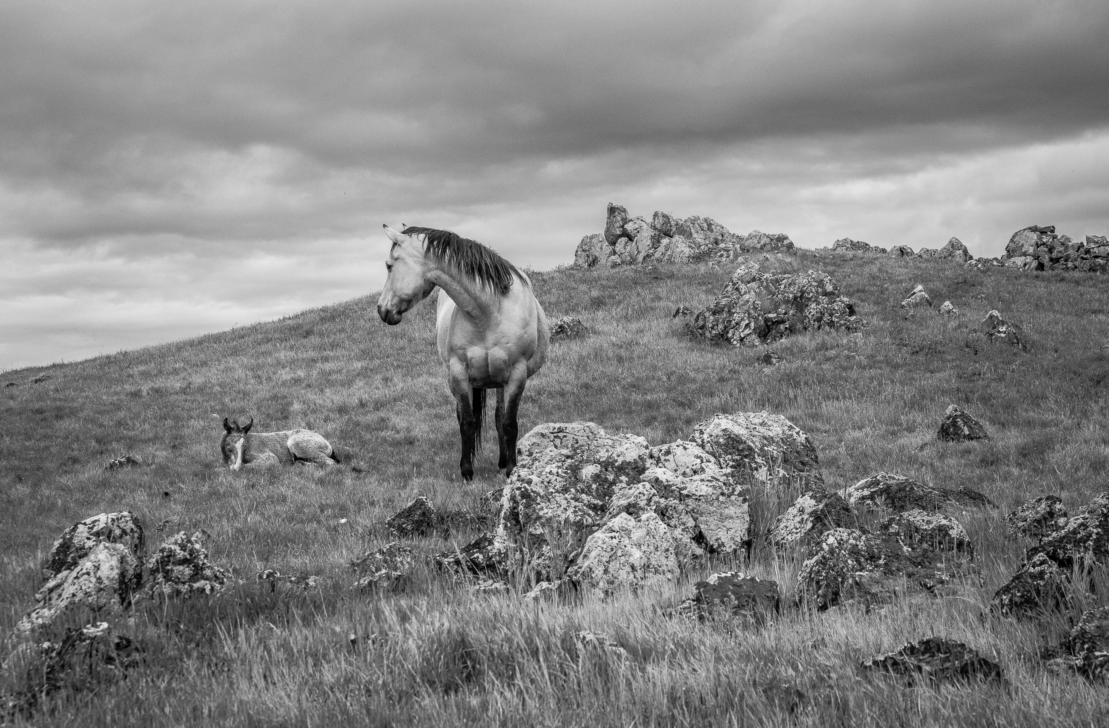 Exposed | Murray Ranch/ Stanislaus County, CA | Equine Images 2017