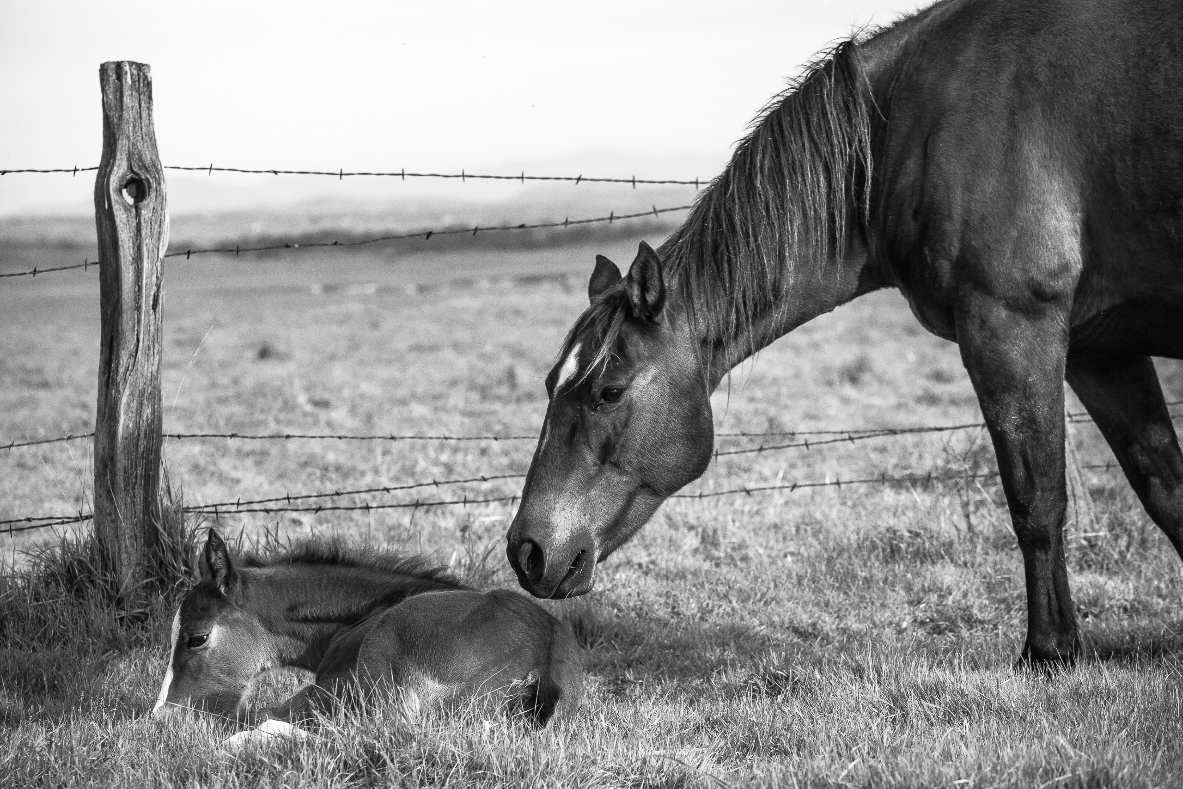 Eyes On You (B&W) | Murray Ranch/ Stanislaus County, CA | Equine Images 2017