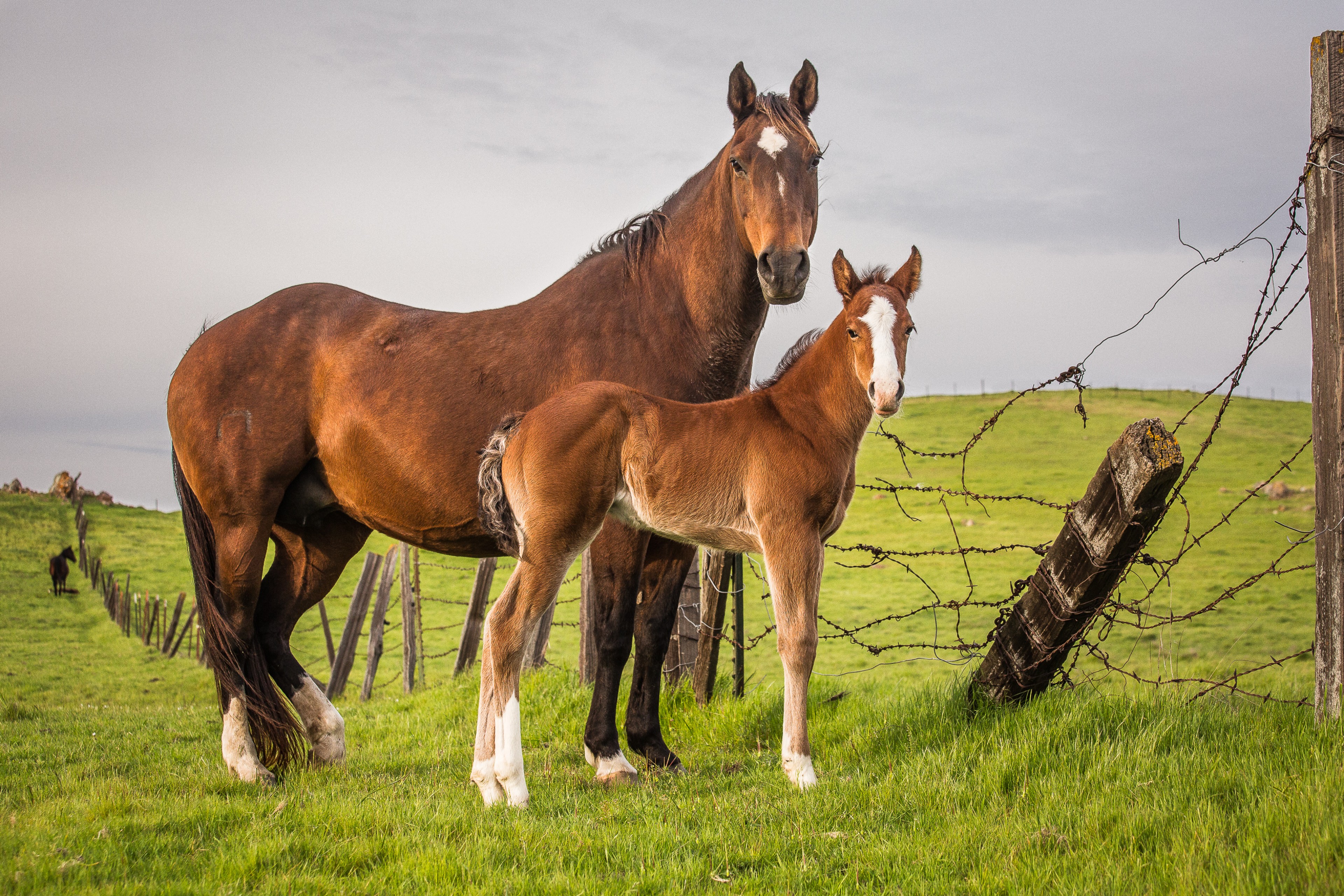 Family Portrait | Murray Ranch/ Stanislaus County, CA | Equine Images 2017