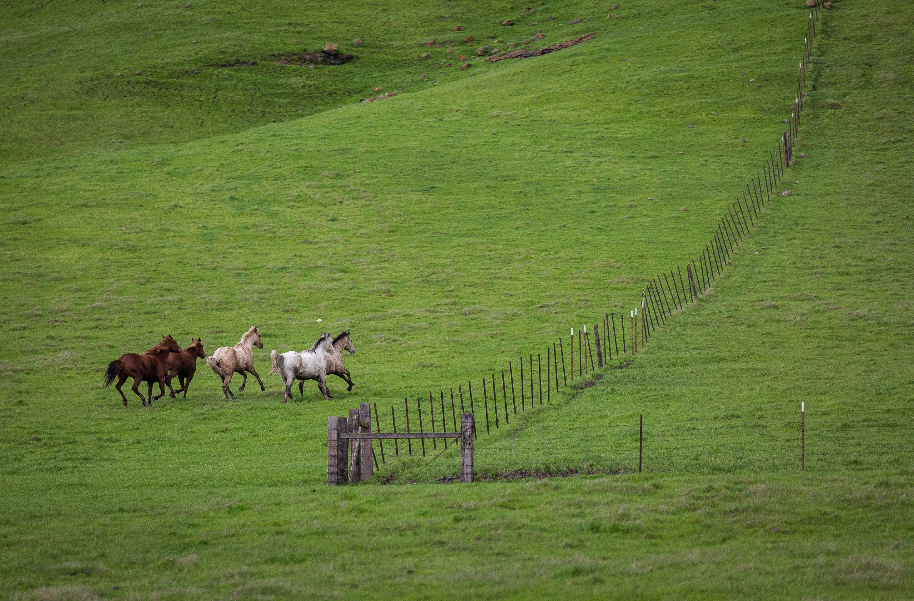 Galloping The Fence Line | Murray Ranch/ Stanislaus County, CA | Equine Images 2017