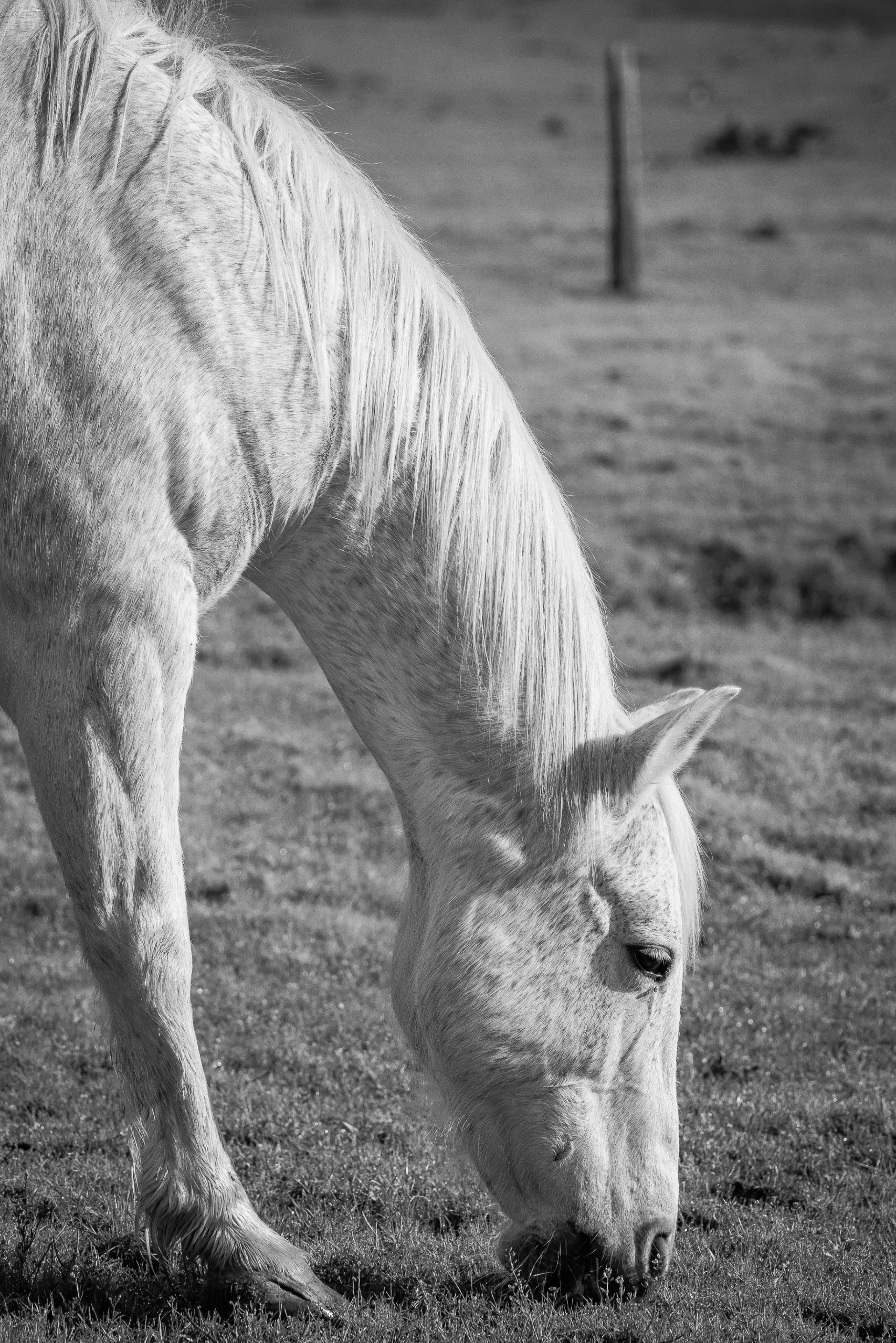 Graceful Grazing | Murray Ranch/ Stanislaus County, CA | Equine Images 2017