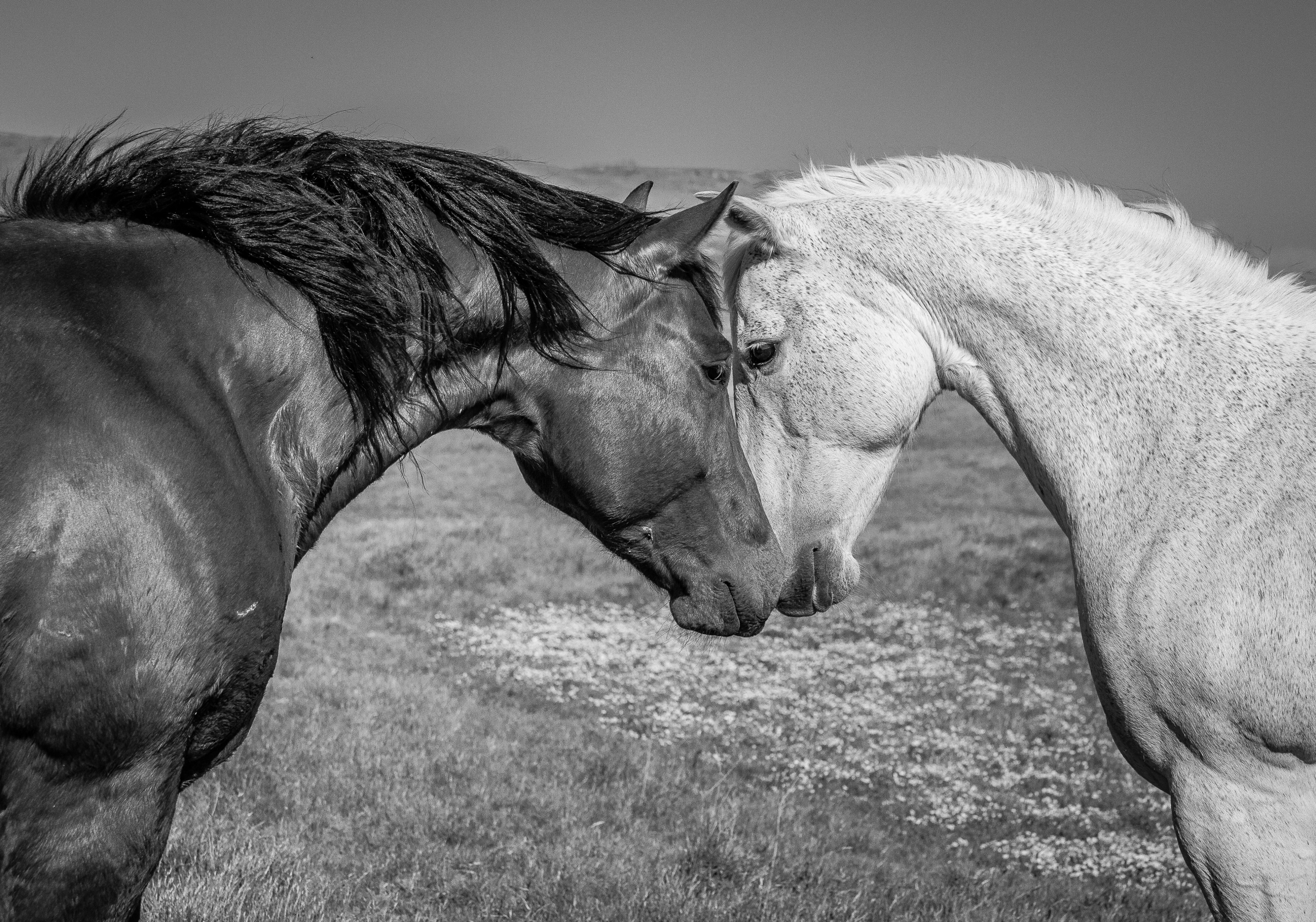 Head To Head | Murray Ranch/ Stanislaus County, CA | Equine Images 2017