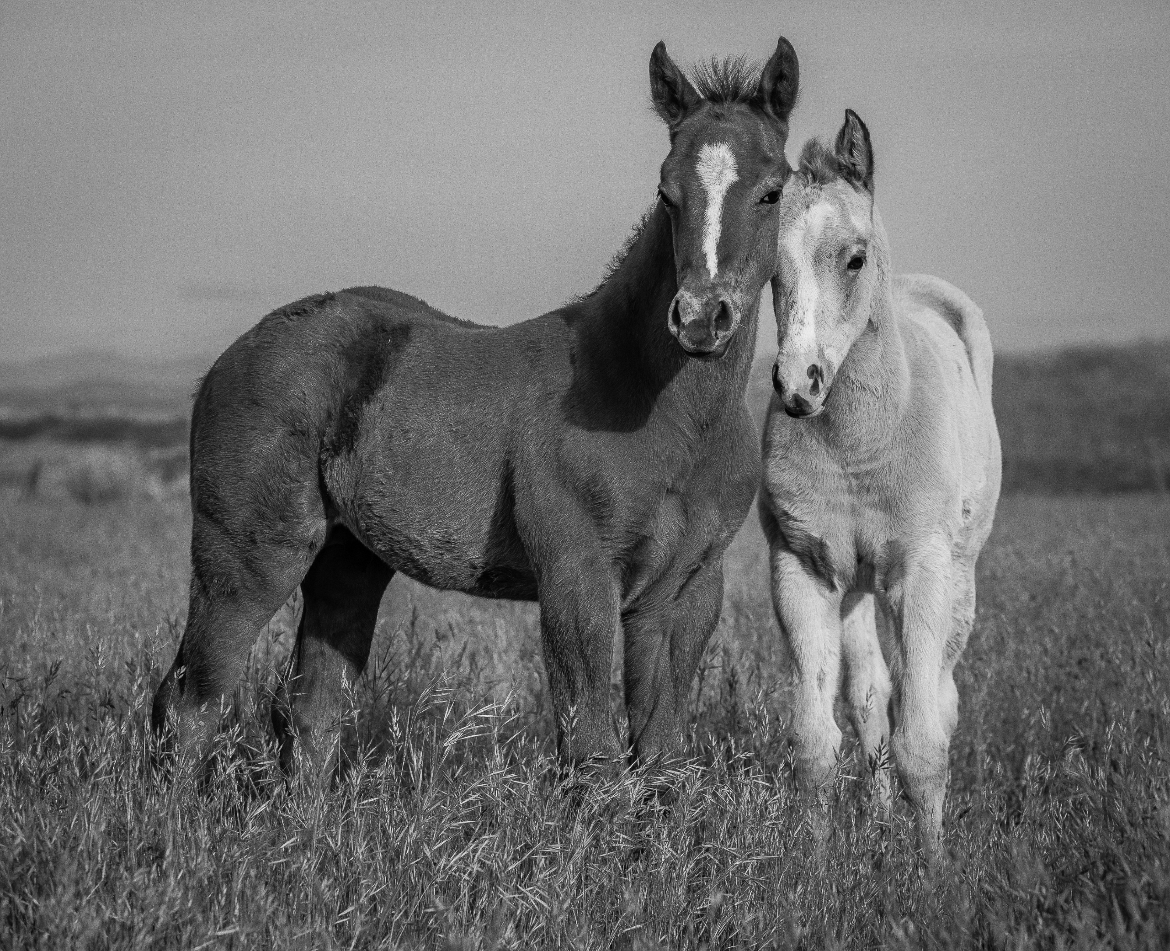 Inseperable | Murray Ranch/ Stanislaus County, CA | Equine Images 2017