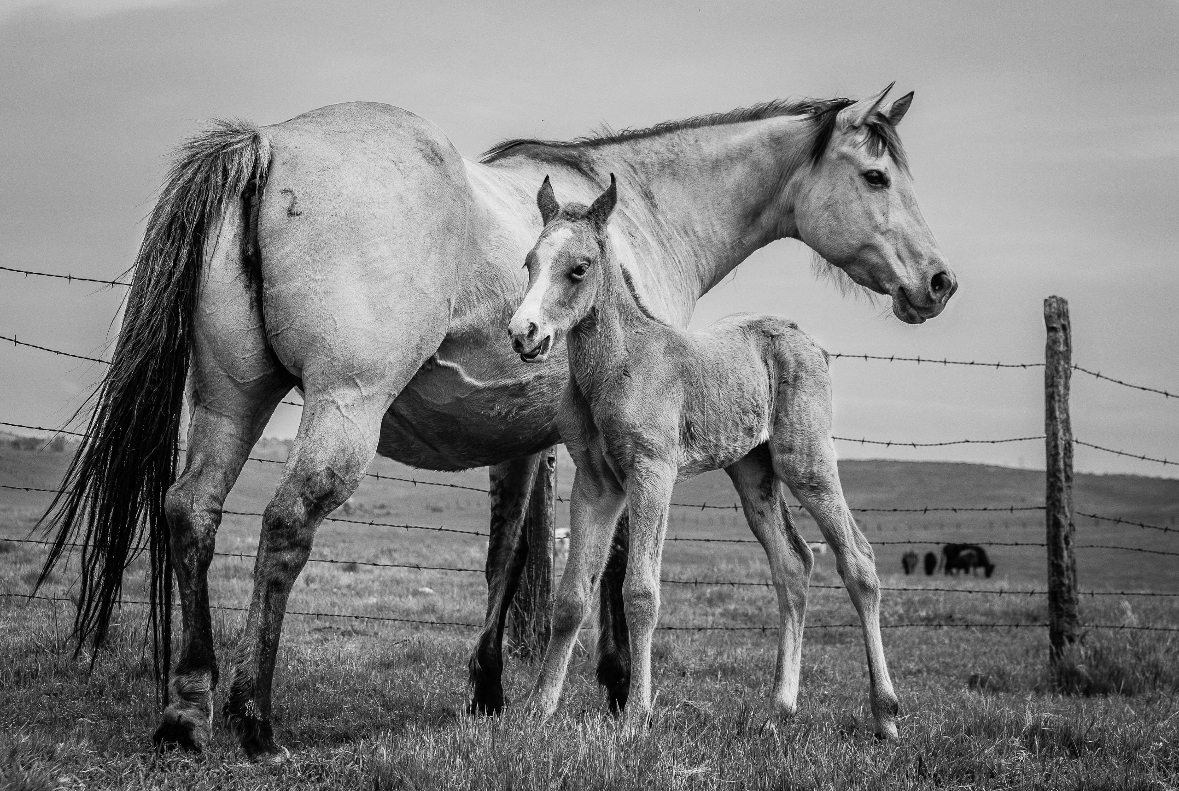 Next Gen Buckskin | Murray Ranch/ Stanislaus County, CA | Equine Images 2017