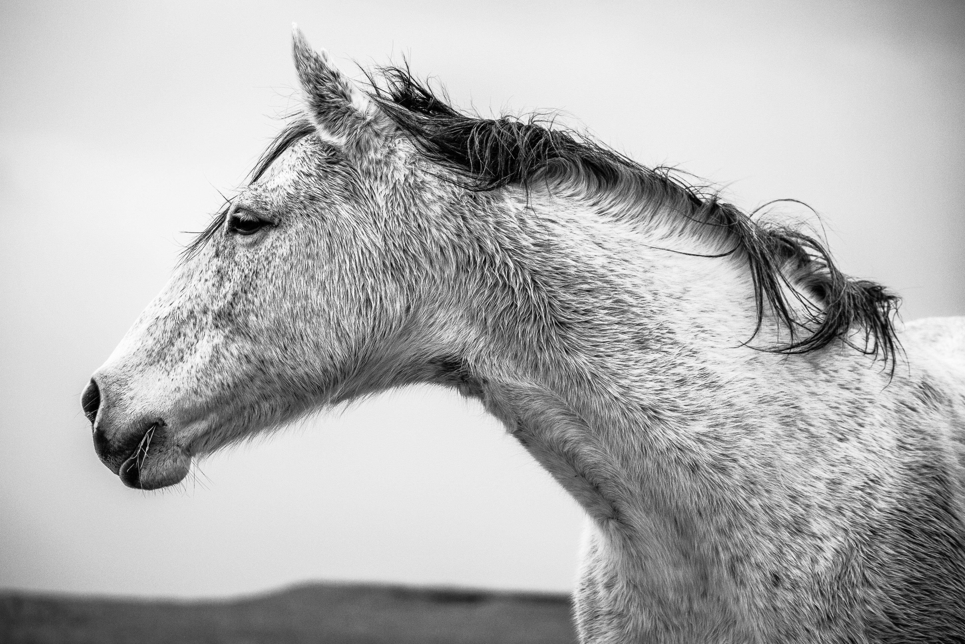 Salt & Pepper | Murray Ranch/ Stanislaus County, CA | Equine Images 2017