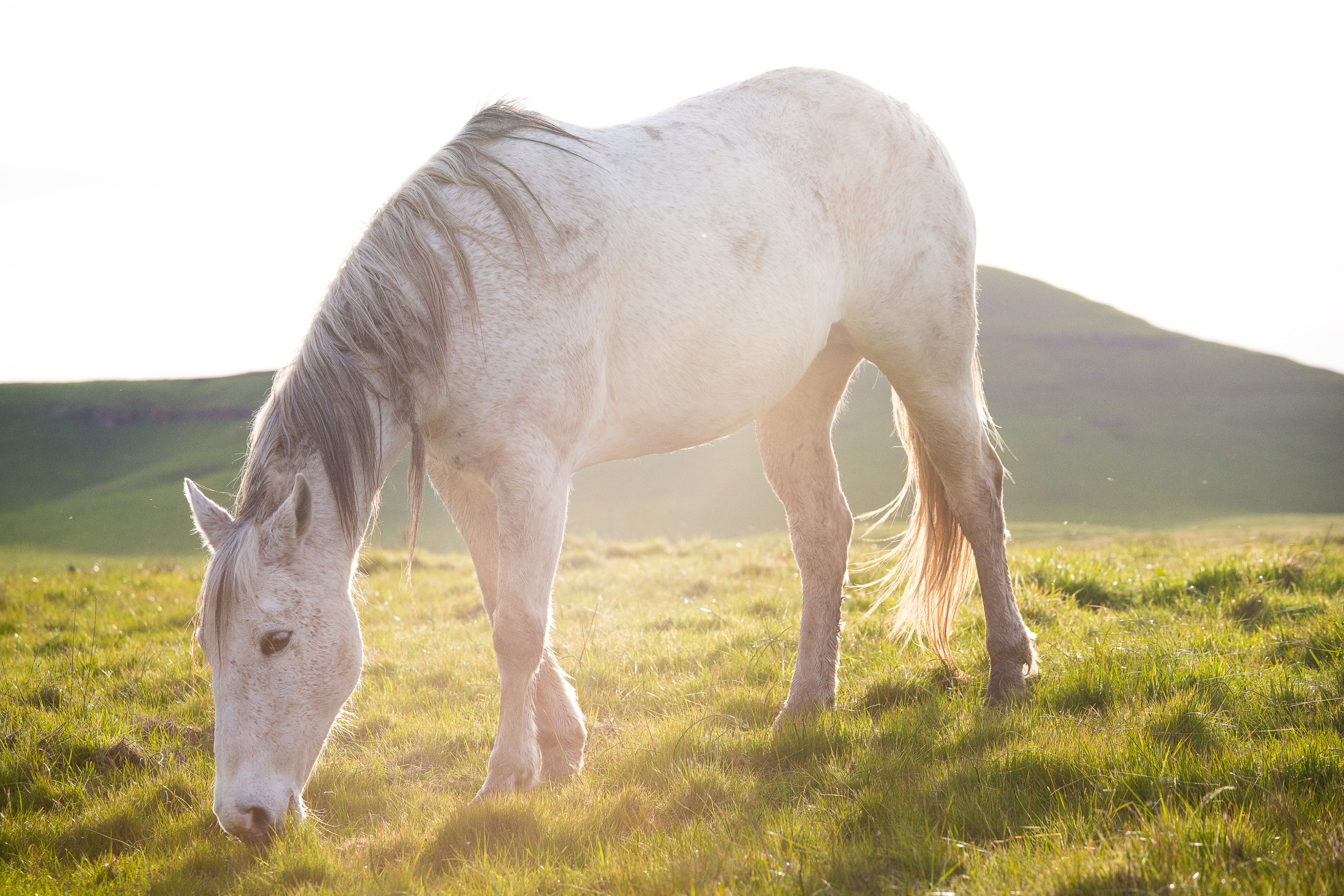 Skylar | Murray Ranch/ Stanislaus County, CA | Equine Images 2017