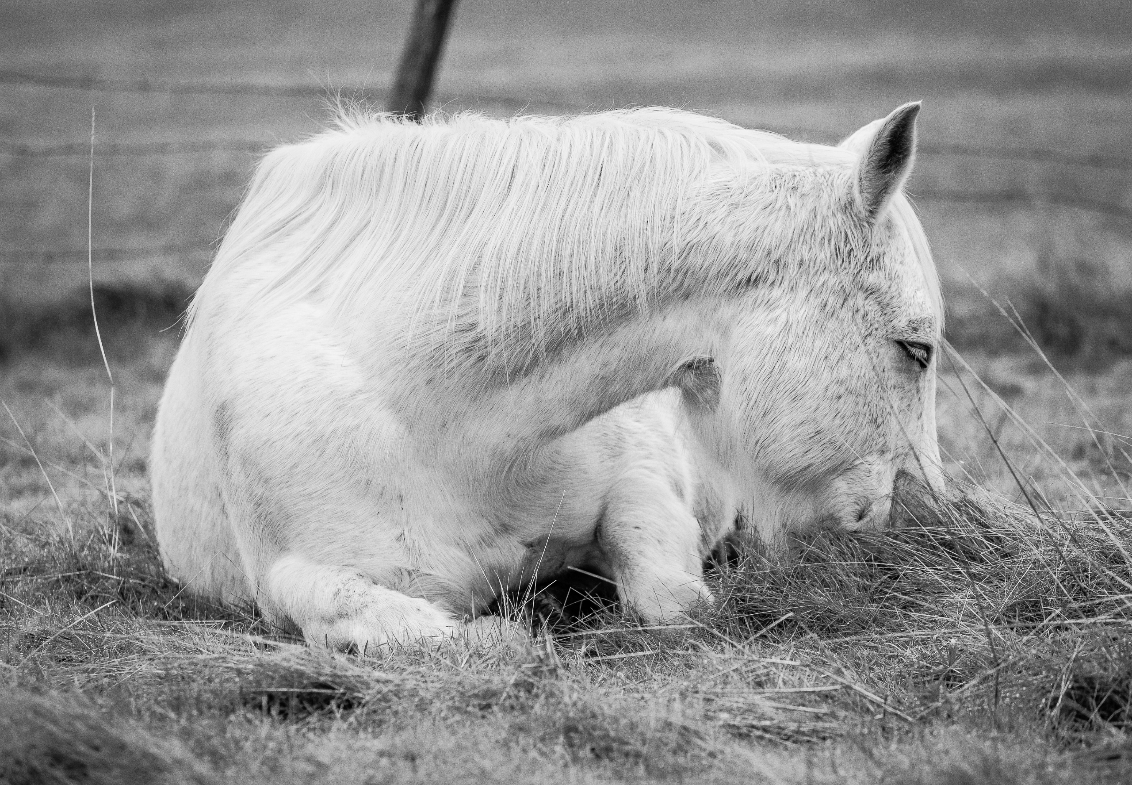 Sleeping Beauty | Murray Ranch/ Stanislaus County, CA | Equine Images 2017