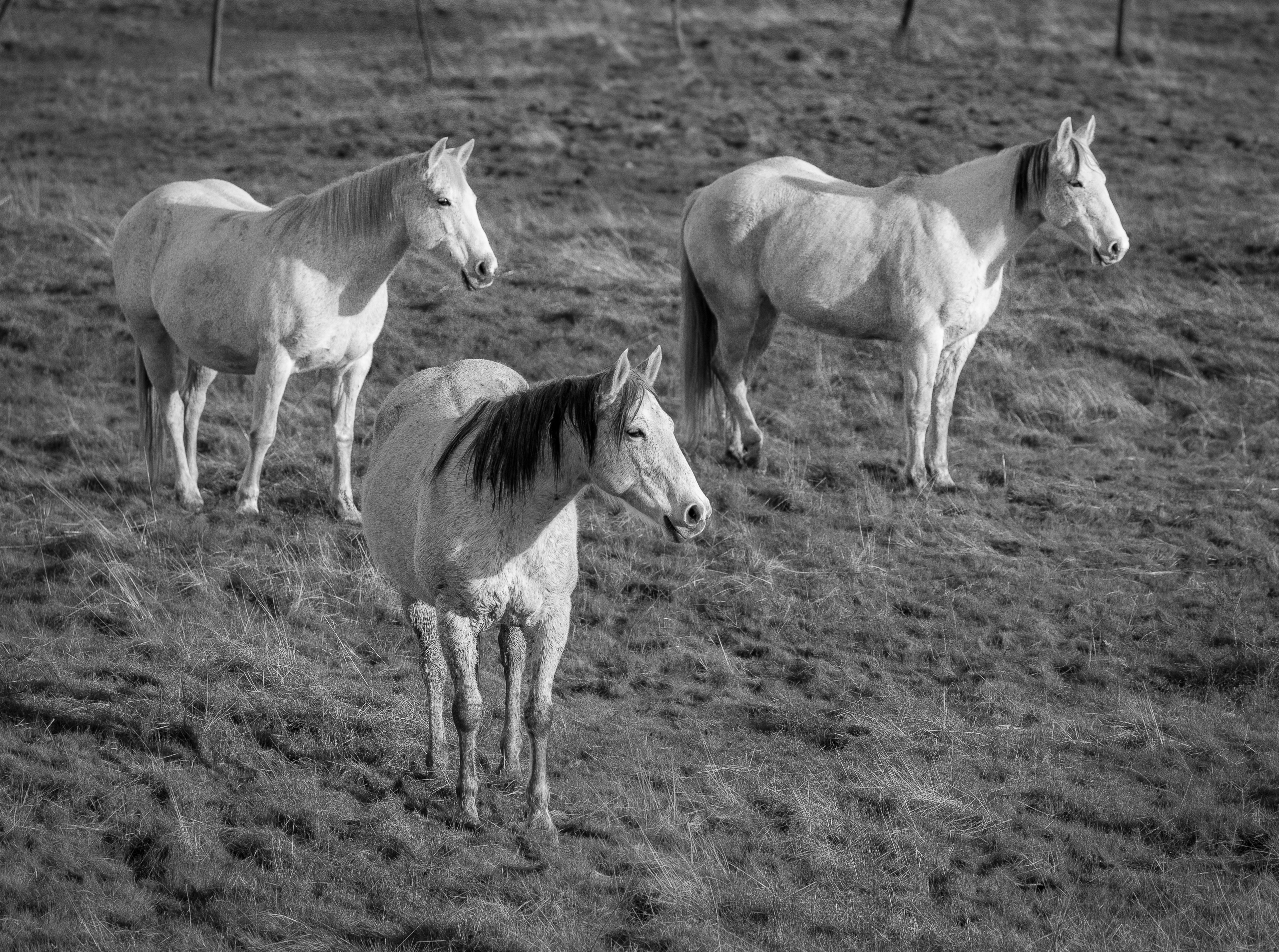 Trio | Murray Ranch/ Stanislaus County, CA | Equine Images 2017