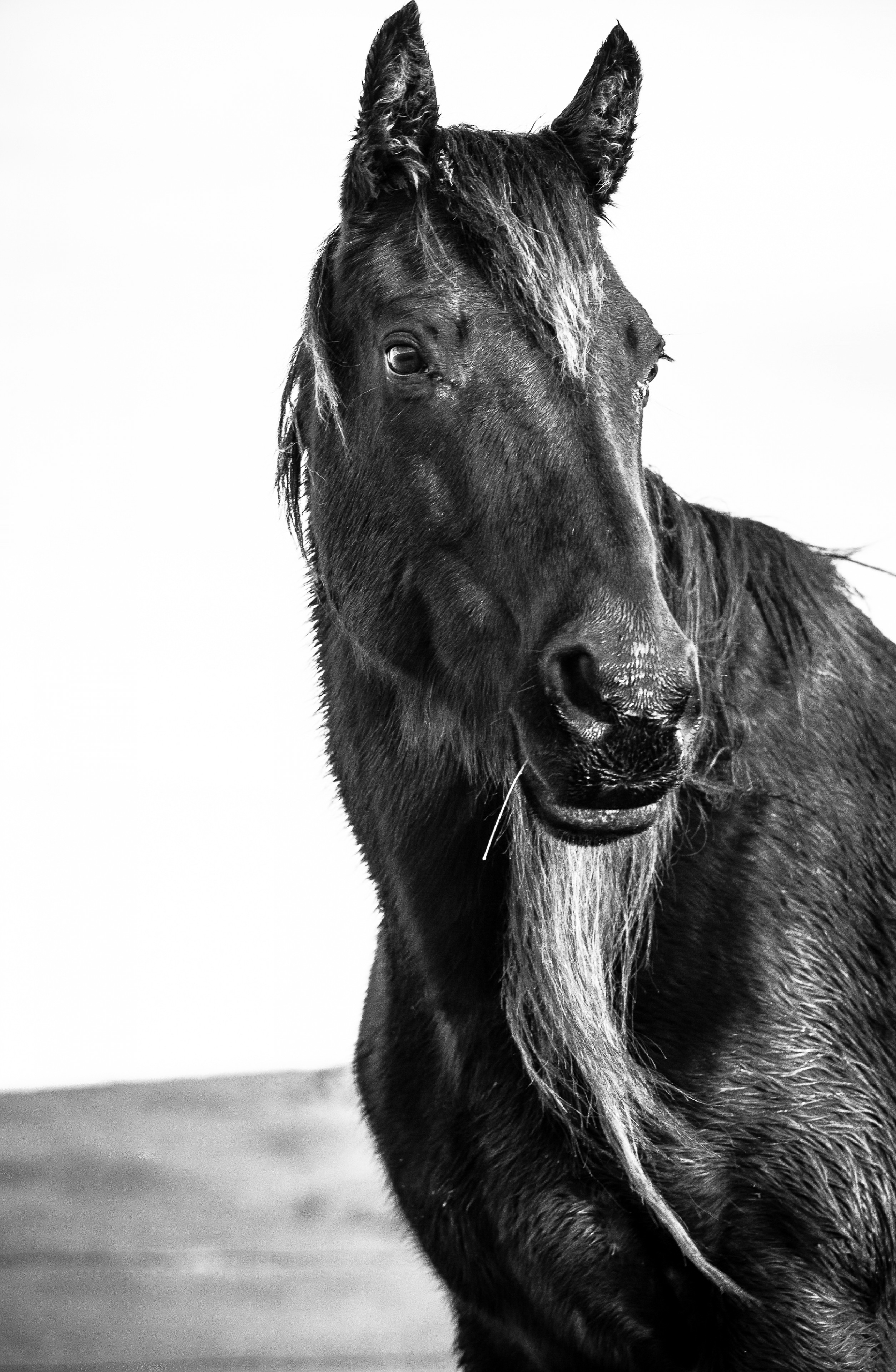 Wise Old Mare | Murray Ranch/Stanislaus County, CA | Equine Images 2017
