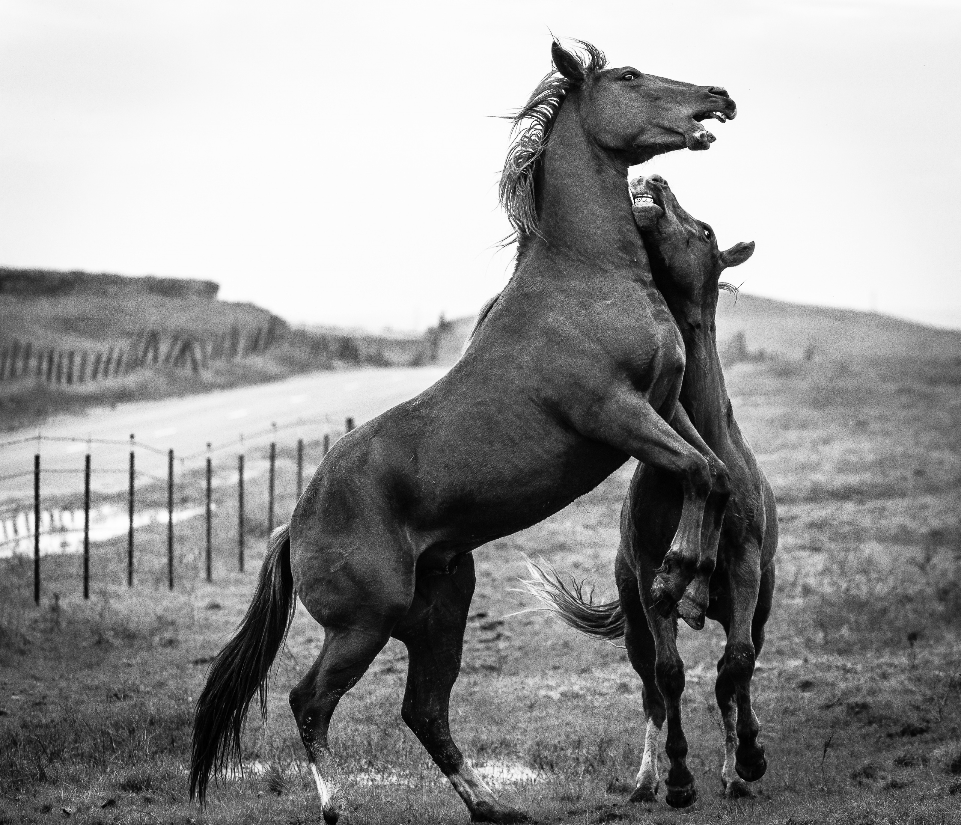 Young Stallions At Play II | Murray Ranch/ Stanislaus County, CA | Equine Images 2017