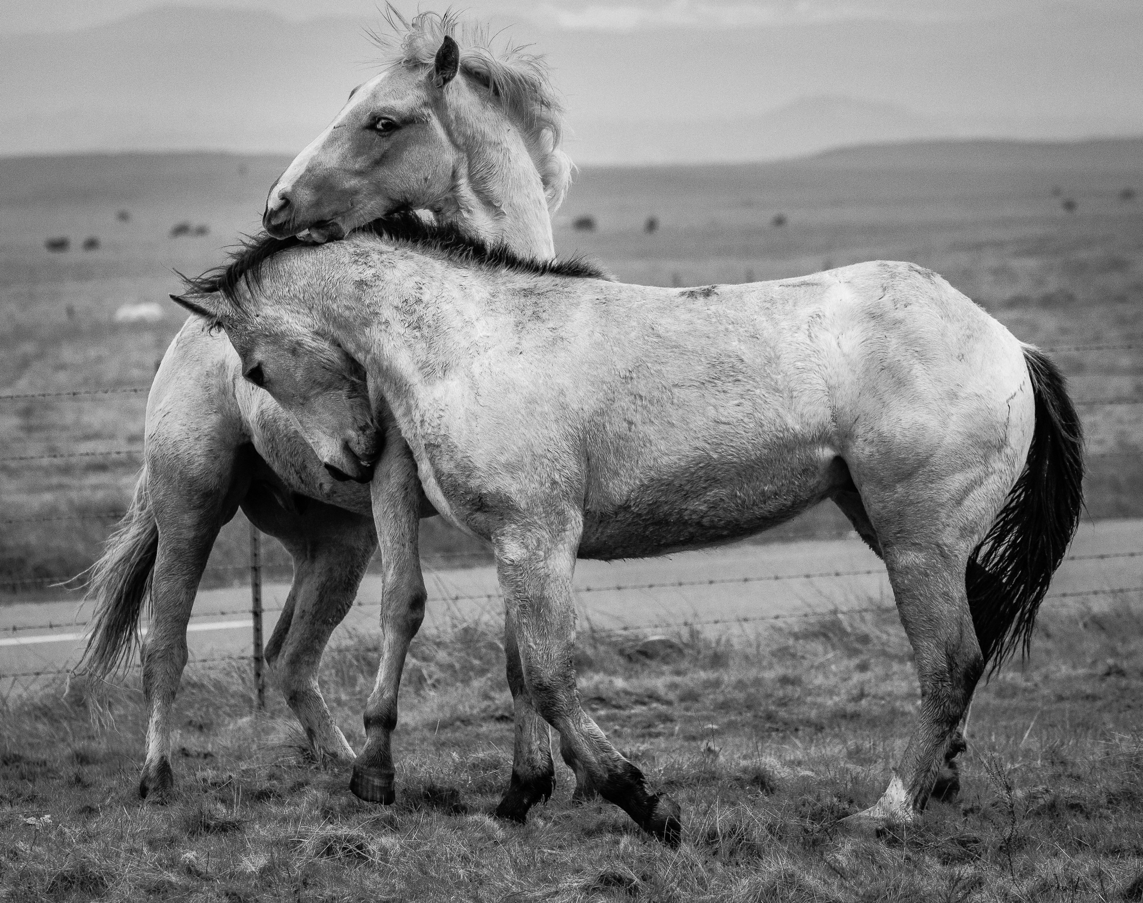 Young Stallions At Play | Murray Ranch/ Stanislaus County, CA | Equine Images 2017