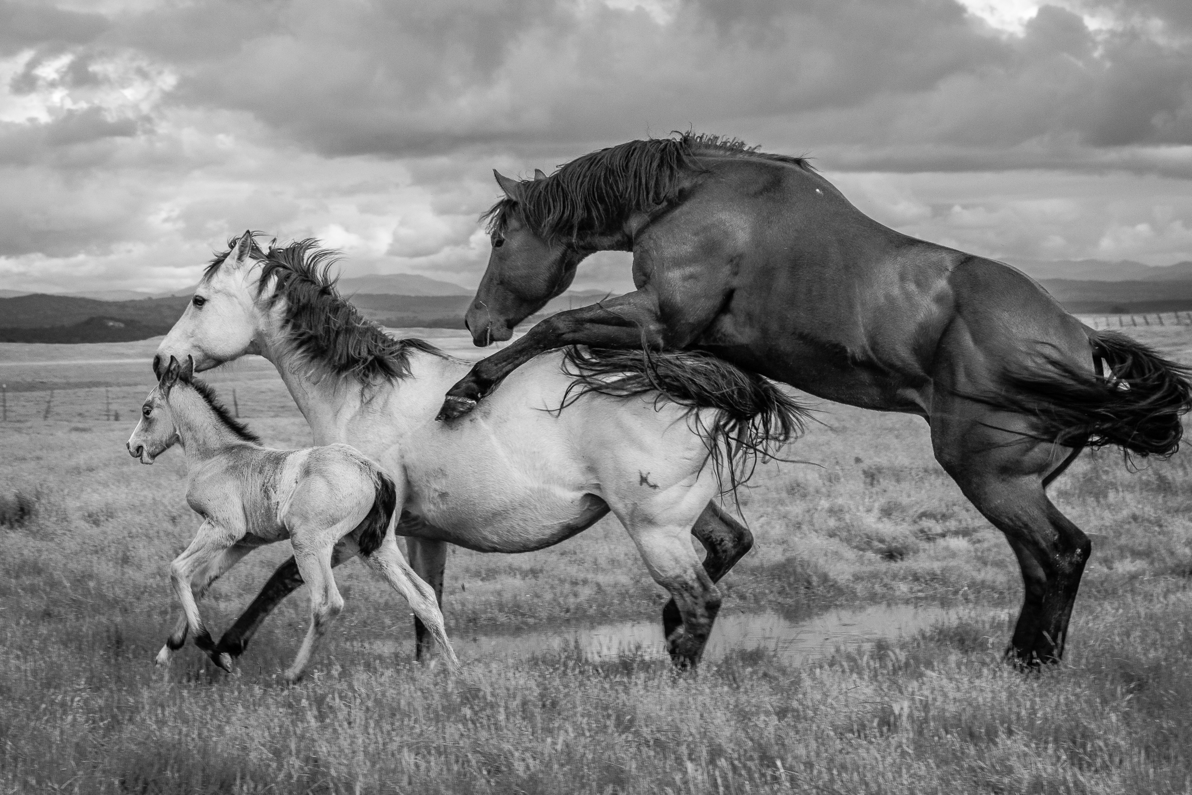 Learning The Ropes | Murray Ranch/ Stanislaus County, CA | Equine Images 2017