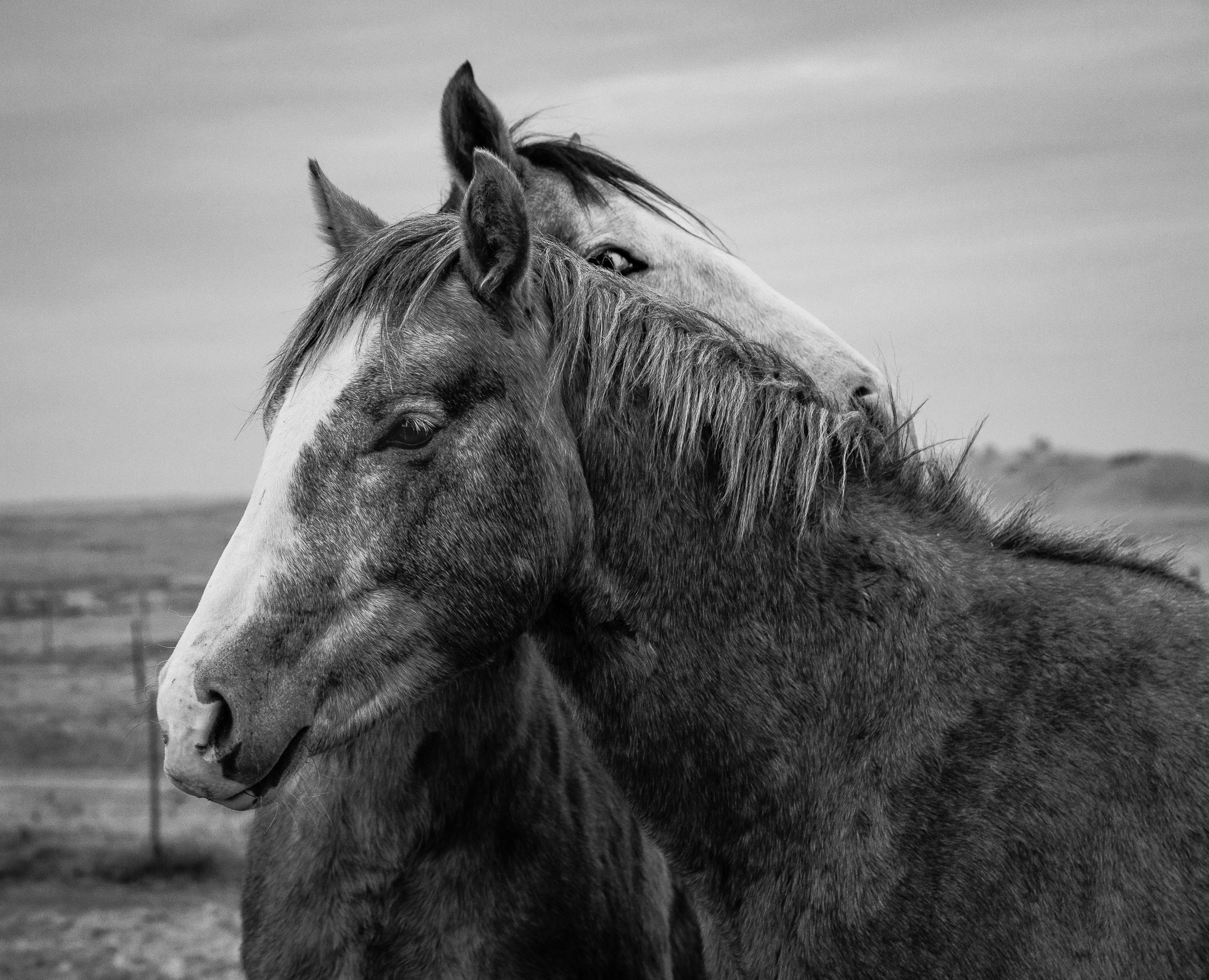 Eye Of The Stallion | Stanislaus County, CA | Equine Images 2017