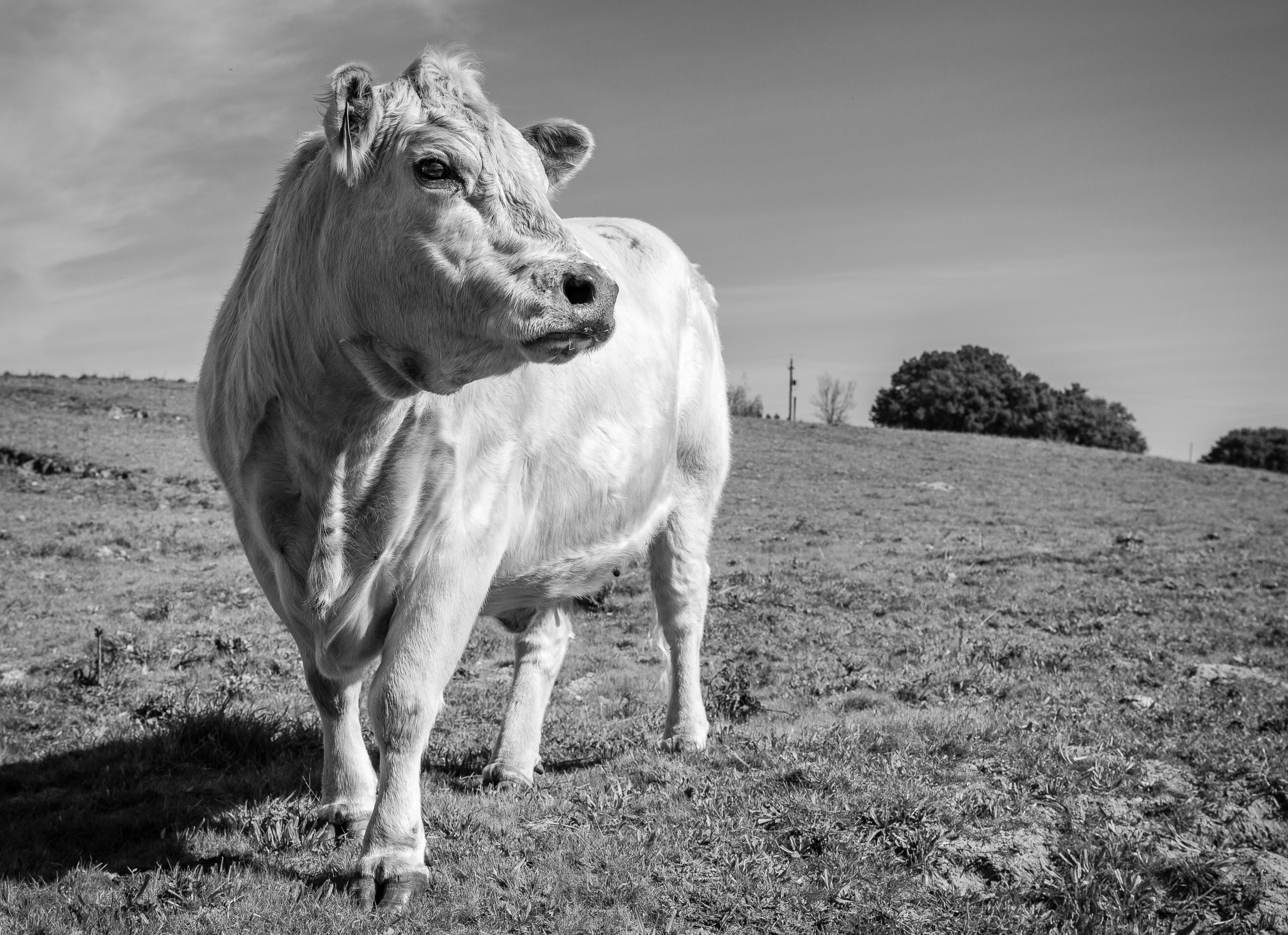 Pat's Charolais | Knight's Ferry, CA | Ranch Hands