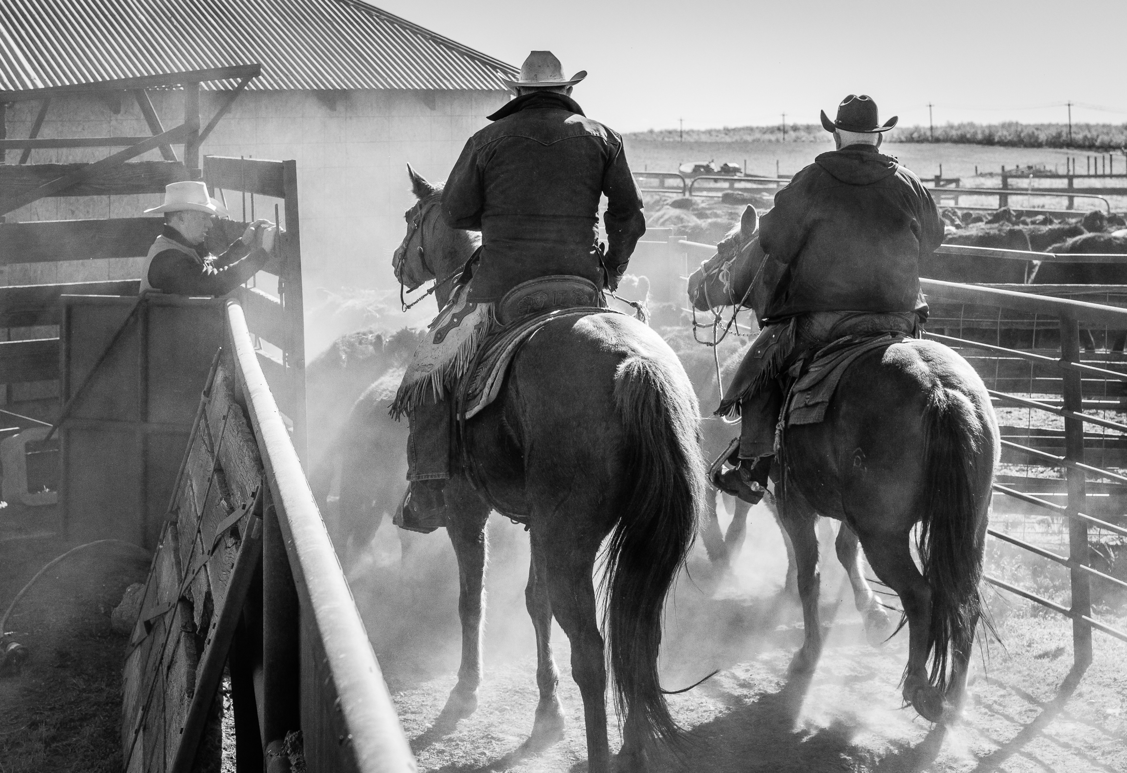 Walking Them In | UX Ranch, Stanislaus County, CA | UX Ranch Project