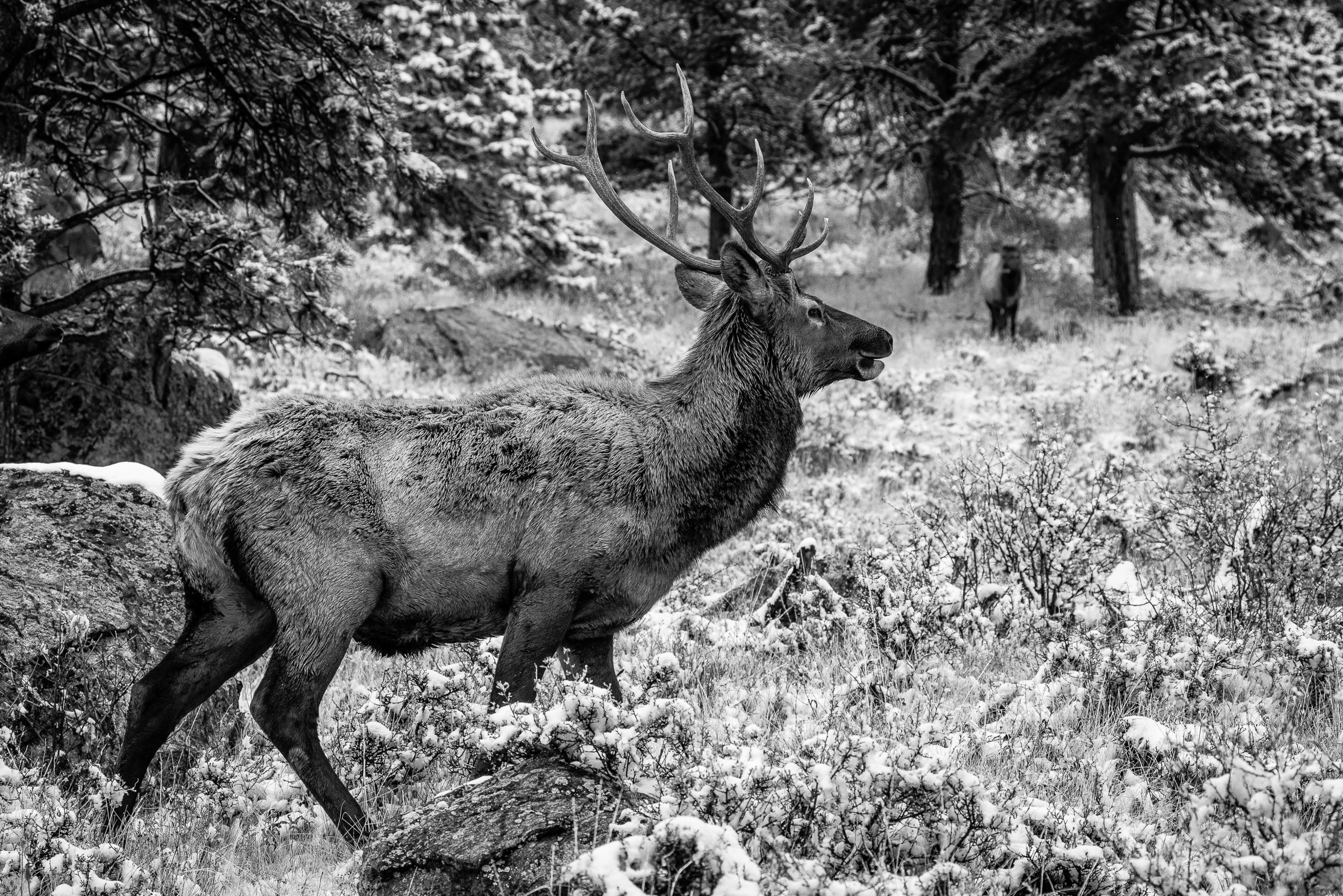 Enroute | Rocky Mountain National Park/Estes Park, CO | Wildlife