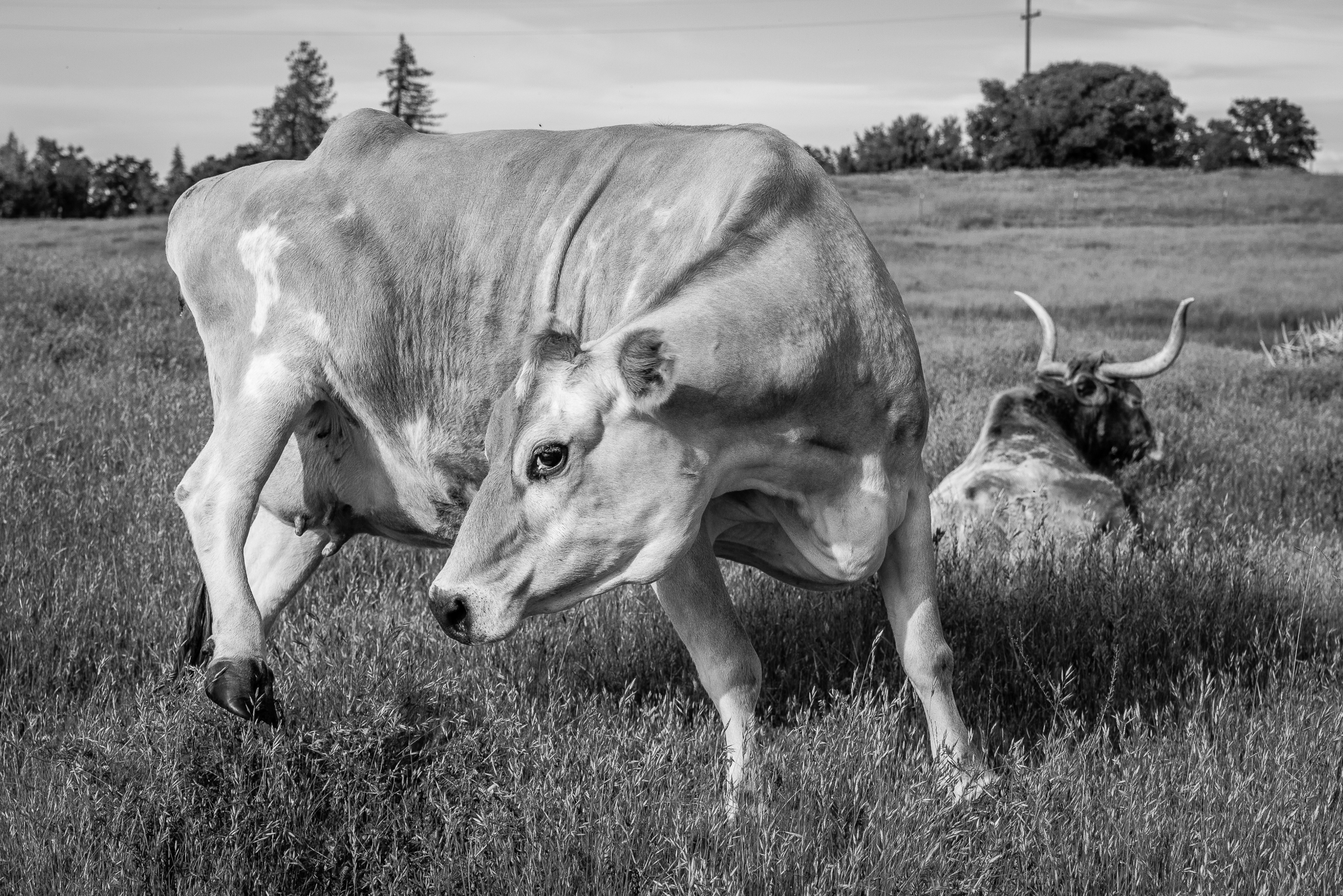 Too Close | Stanislaus County, CA | Ranch Hands