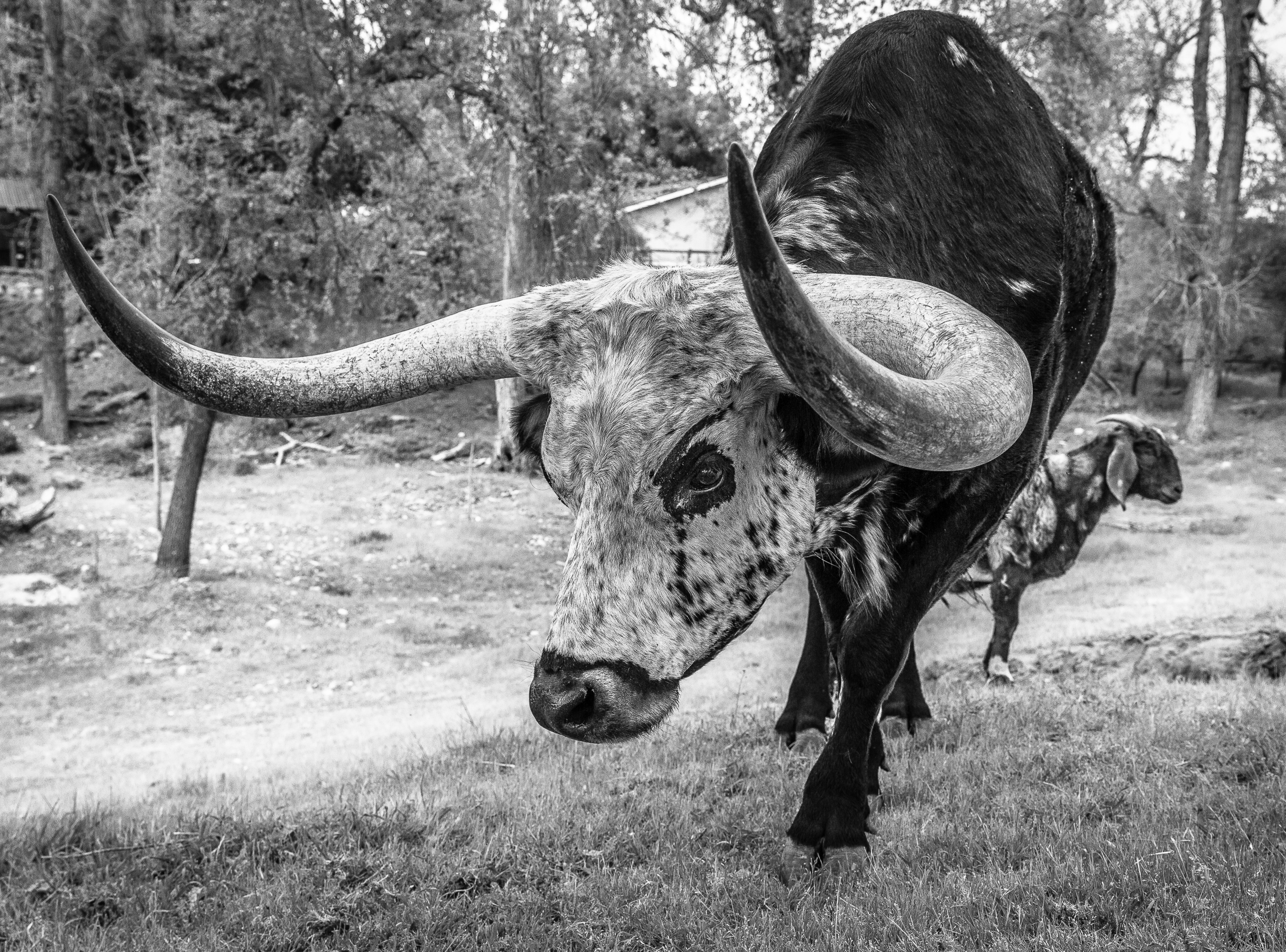 Franklin & Frederick | Trathan Ranch, Stanislaus County, CA | Ranch Hands