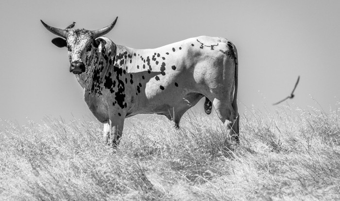 Bullish Birds | U3 Ranch, Stanislaus County, CA | Ranch Hands