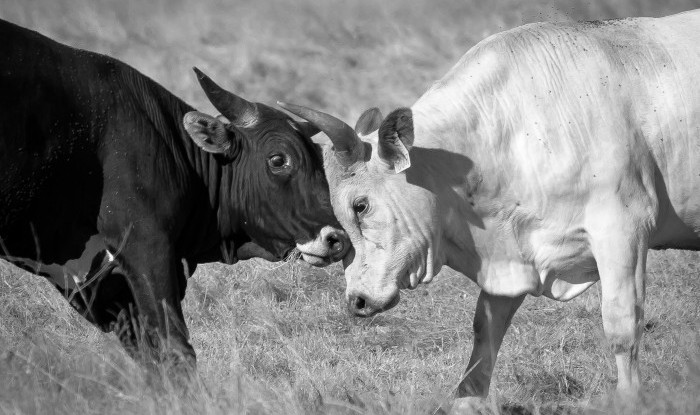 Sparring | U3 Ranch, Stanislaus County, CA | Ranch Hands