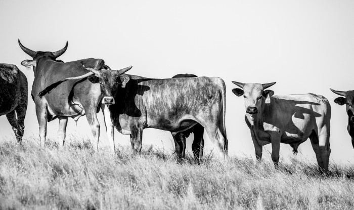 The Line Up | U3 Ranch, Stanislaus County, CA | Ranch Hands