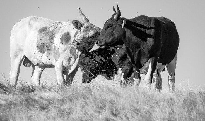 Three's Company | U3 Ranch, Stanislaus County, CA | Ranch Hands