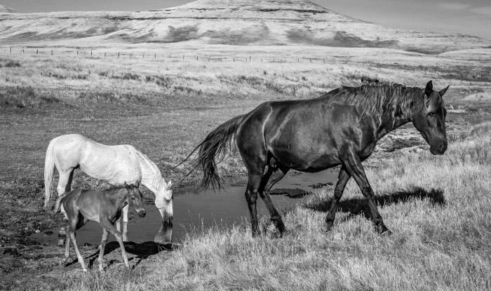 Climbing Up And Out | Murray Ranch/ Stanislaus County, CA | Equine Images 2019