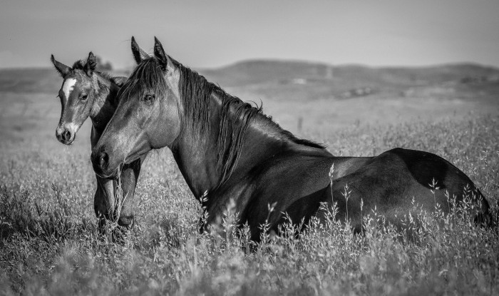 Tearful Goodbye | Murray Ranch/ Stanislaus County, CA | Equine Images 2017