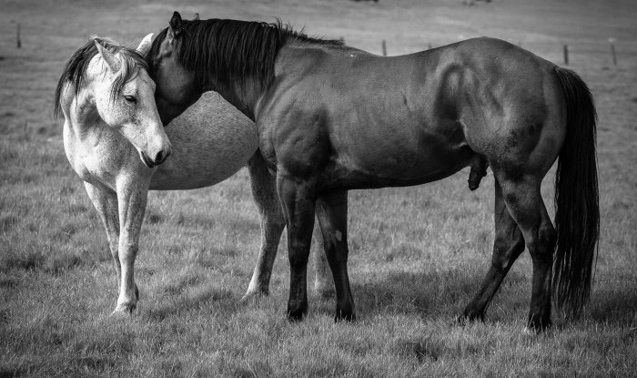 Foreplay | Murray Ranch/ Stanislaus County, CA | Equine Images 2017