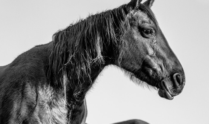 Fibonacci Sequence No.6 | Murray Ranch/Stanislaus County, CA | Equine Images 2020