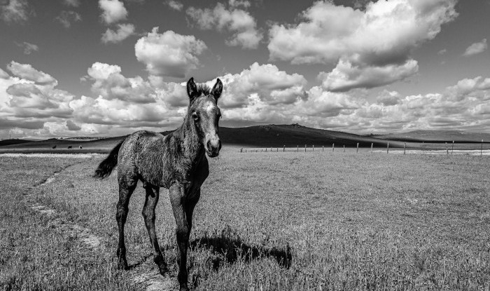 Getting A Closer Look | Murray Ranch/Stanislaus County, CA | Equine Images 2020