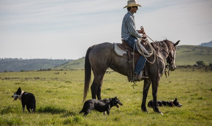 All Sides Covered | Stanislaus County, CA | Ranch Hands/Working Ranch