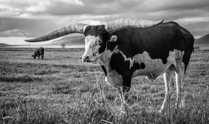Brady's Ankole-Watusi | Stanislaus County, CA | Ranch Hands/Working Ranch